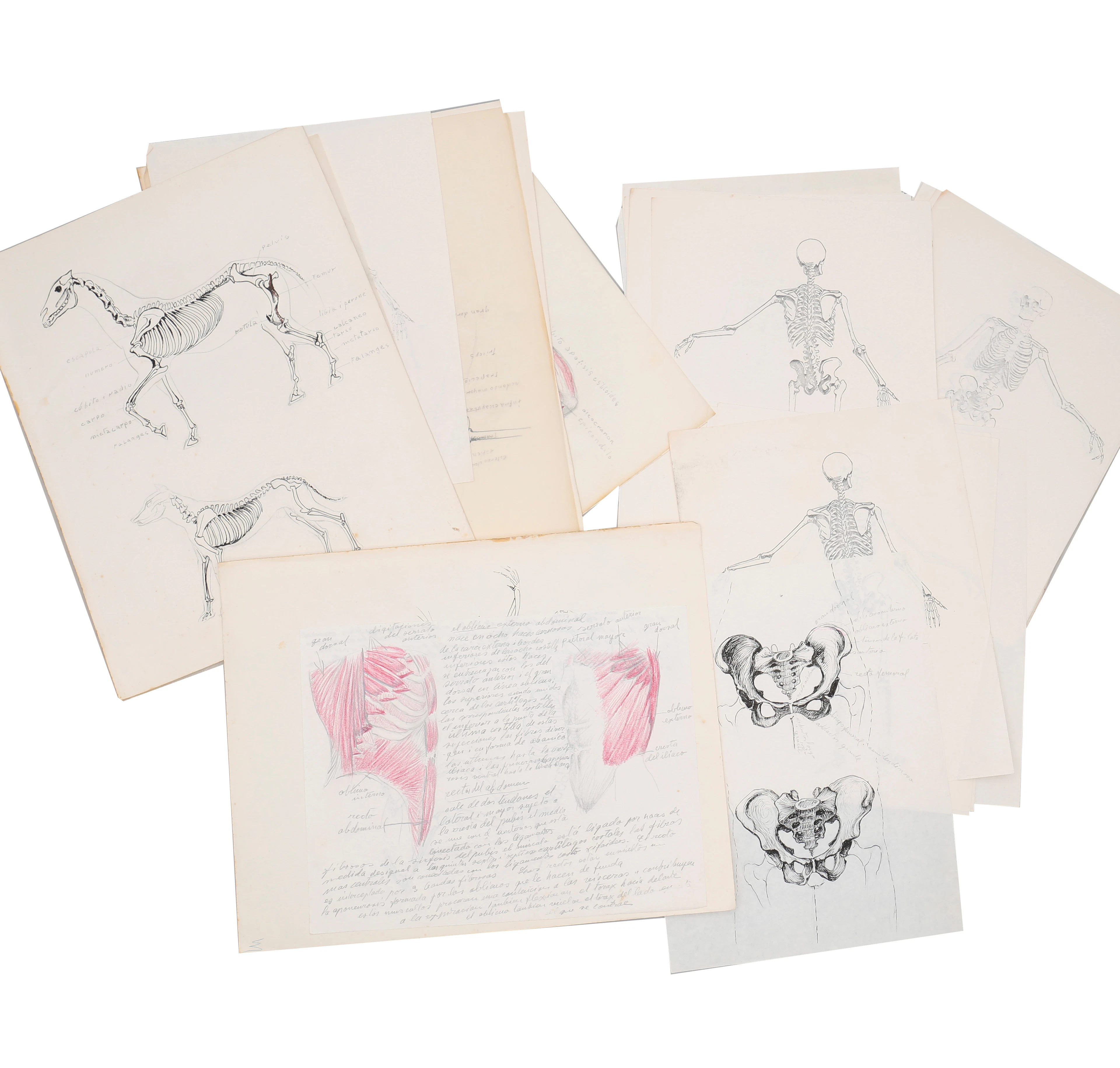 MANUEL VIUSÀ. ATRIBUIDO. Various drawings and sketches on human and