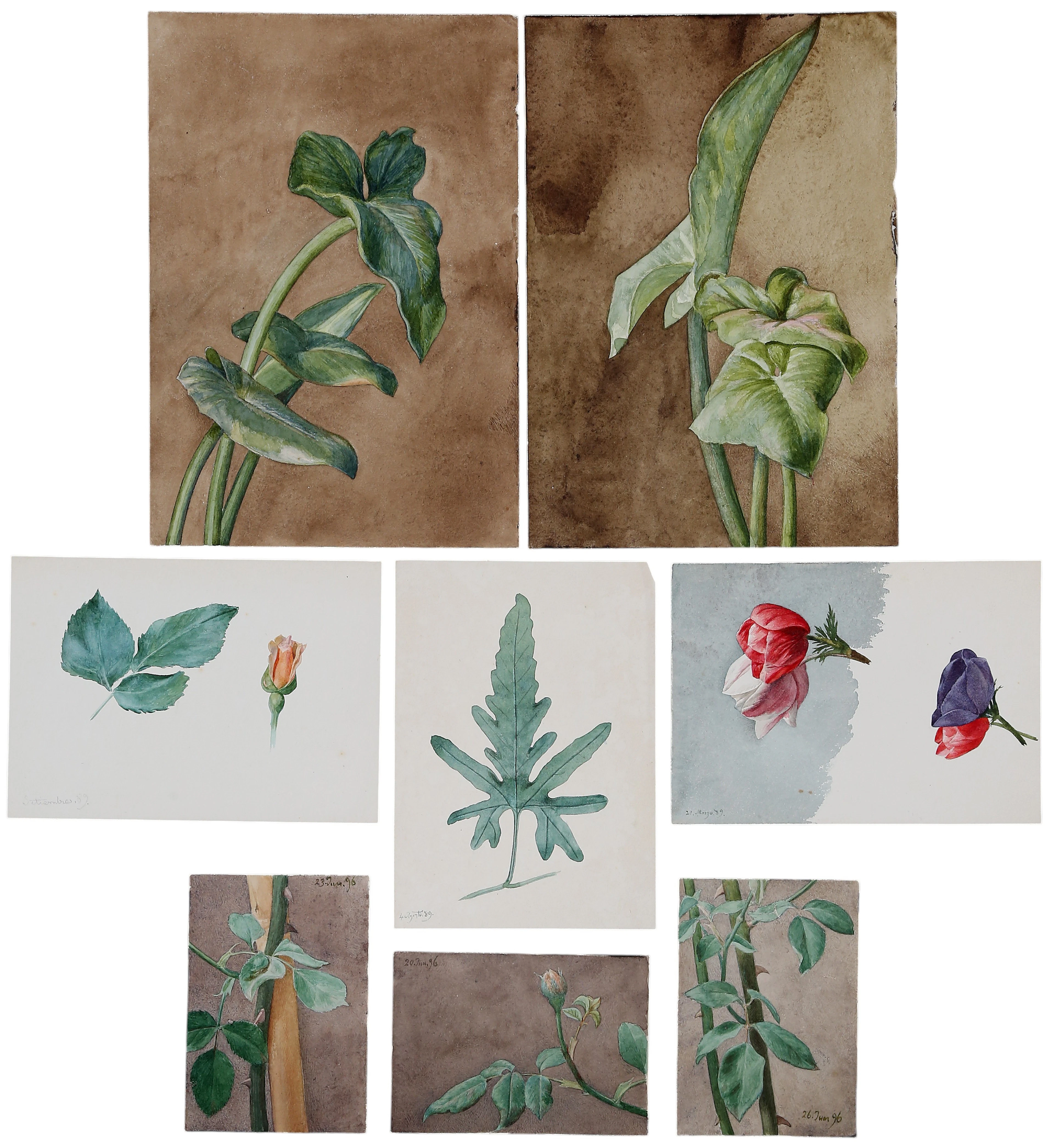 AGUSTÍ RIGALT CORTIELLA. Botanical studies.