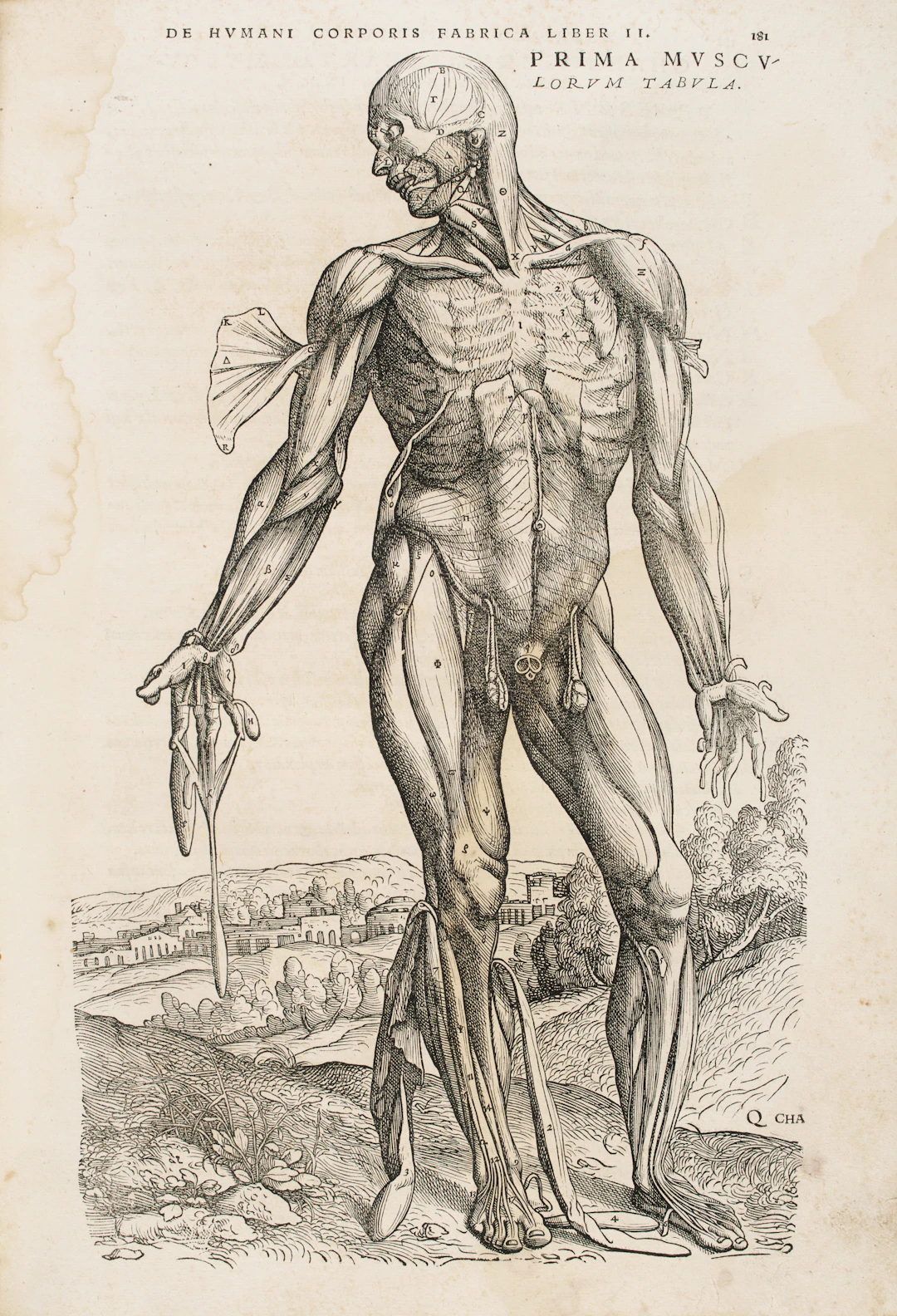 VESALIUS, Andreas (1514-1564). De humani corporis fabrica libri septem.