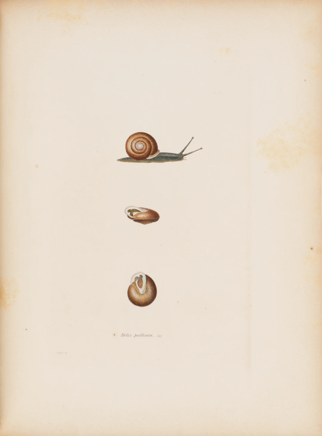 BINNEY, Amos (1803-1847). The Terrestrial Air-Breathing Mollusks of
