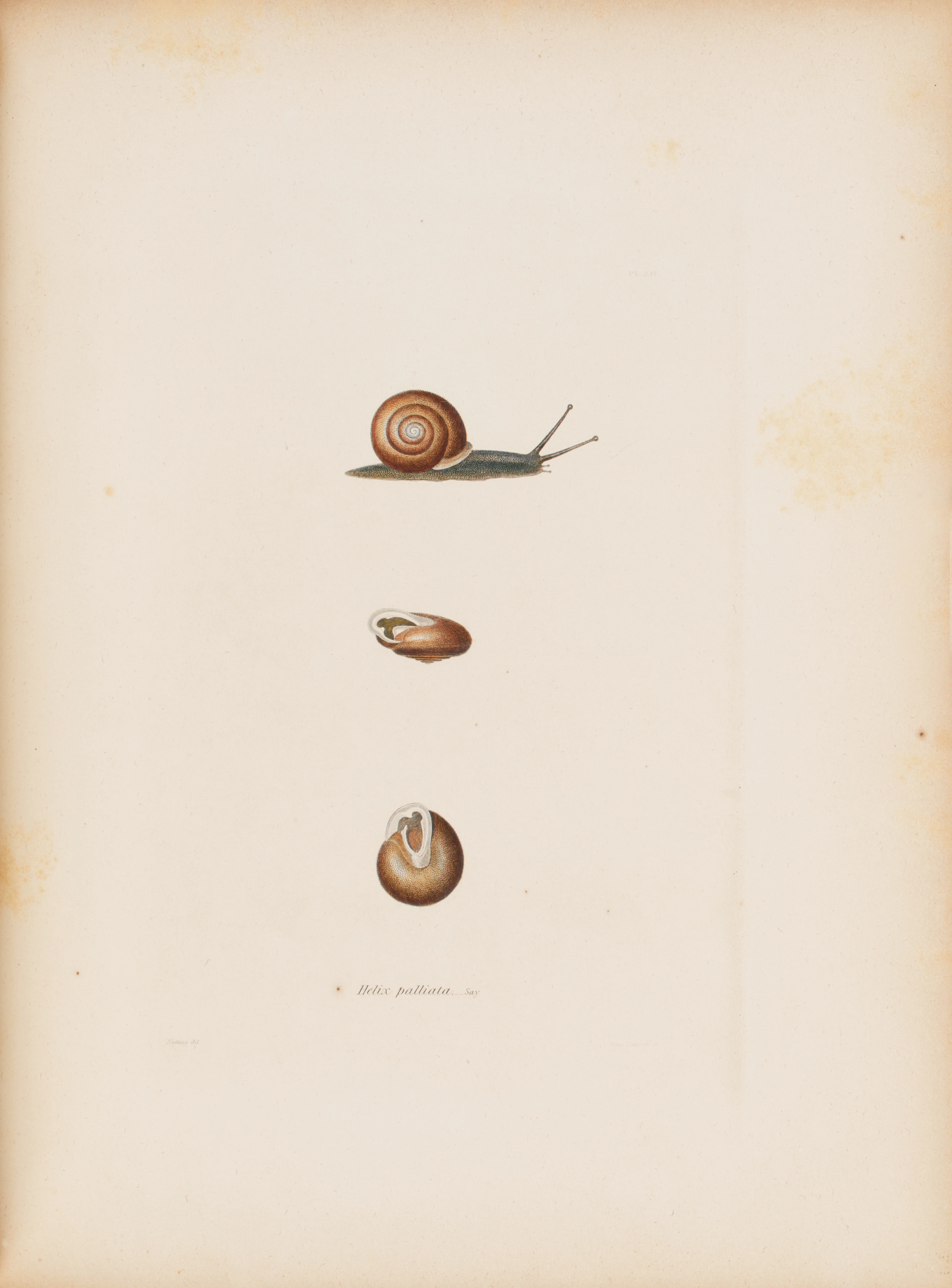 BINNEY, Amos (1803-1847). The Terrestrial Air-Breathing Mollusks of