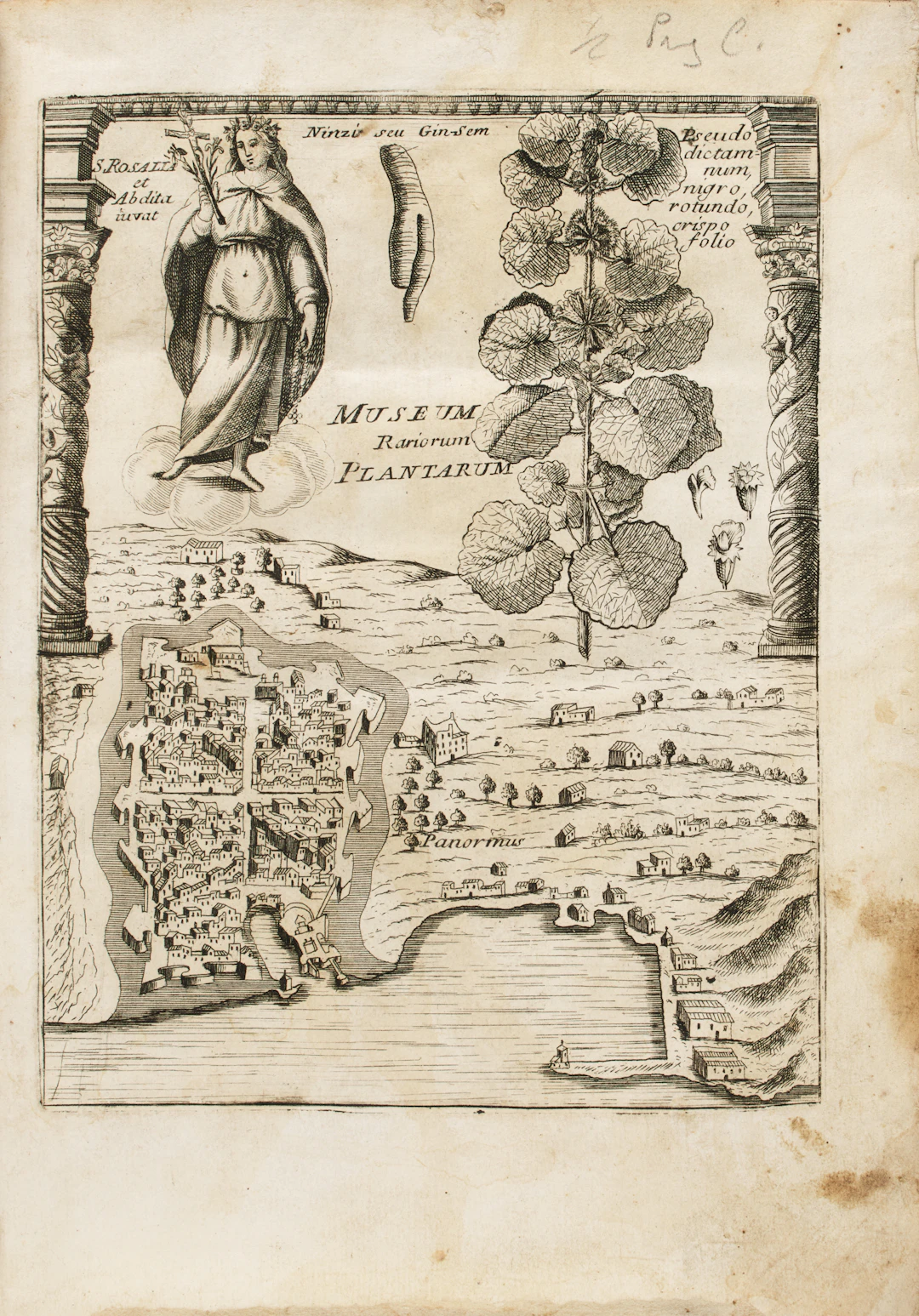 [MALTA - SICILIA] BOCCONE, Paolo (1633-1704). Museo di piante scarcedella