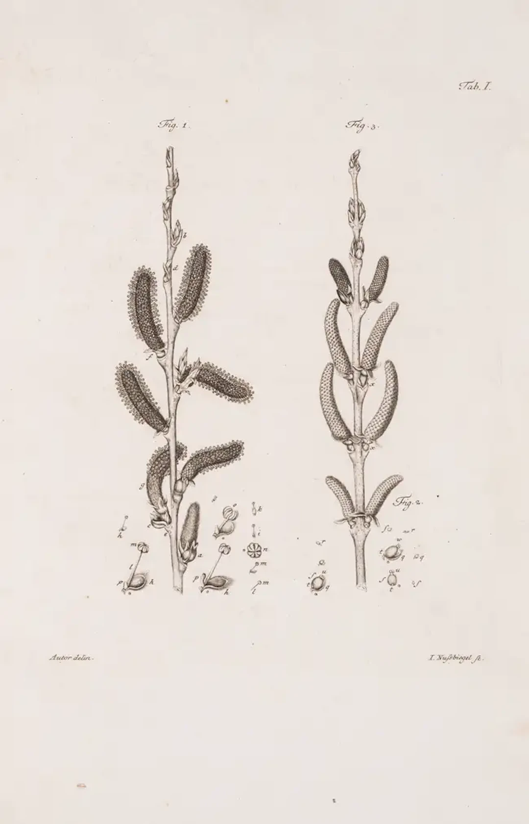 Botany.- Hoffmann (Georgio Francisco) Historia Salicum, 4 parts (of