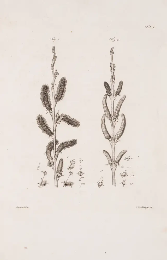Botany.- Hoffmann (Georgio Francisco) Historia Salicum, 4 parts (of