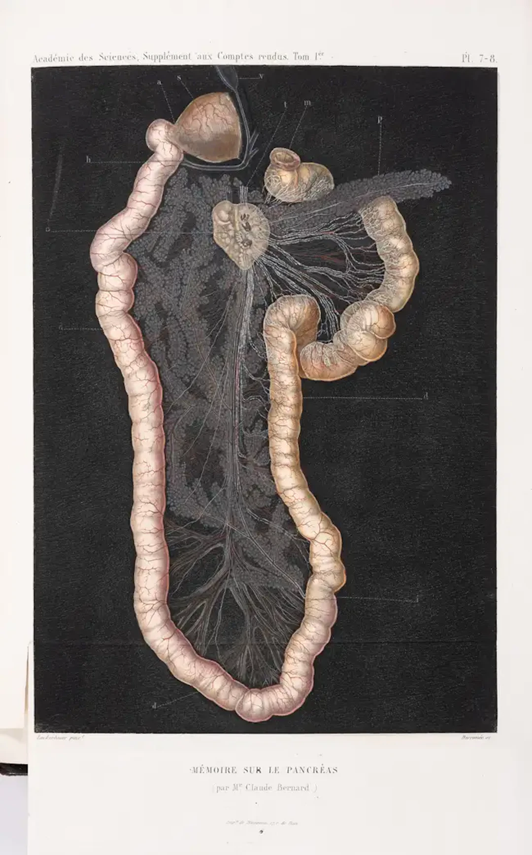 Digestion.- Biology.- Bernard (Claude) Mémoire sur le Pancréas et