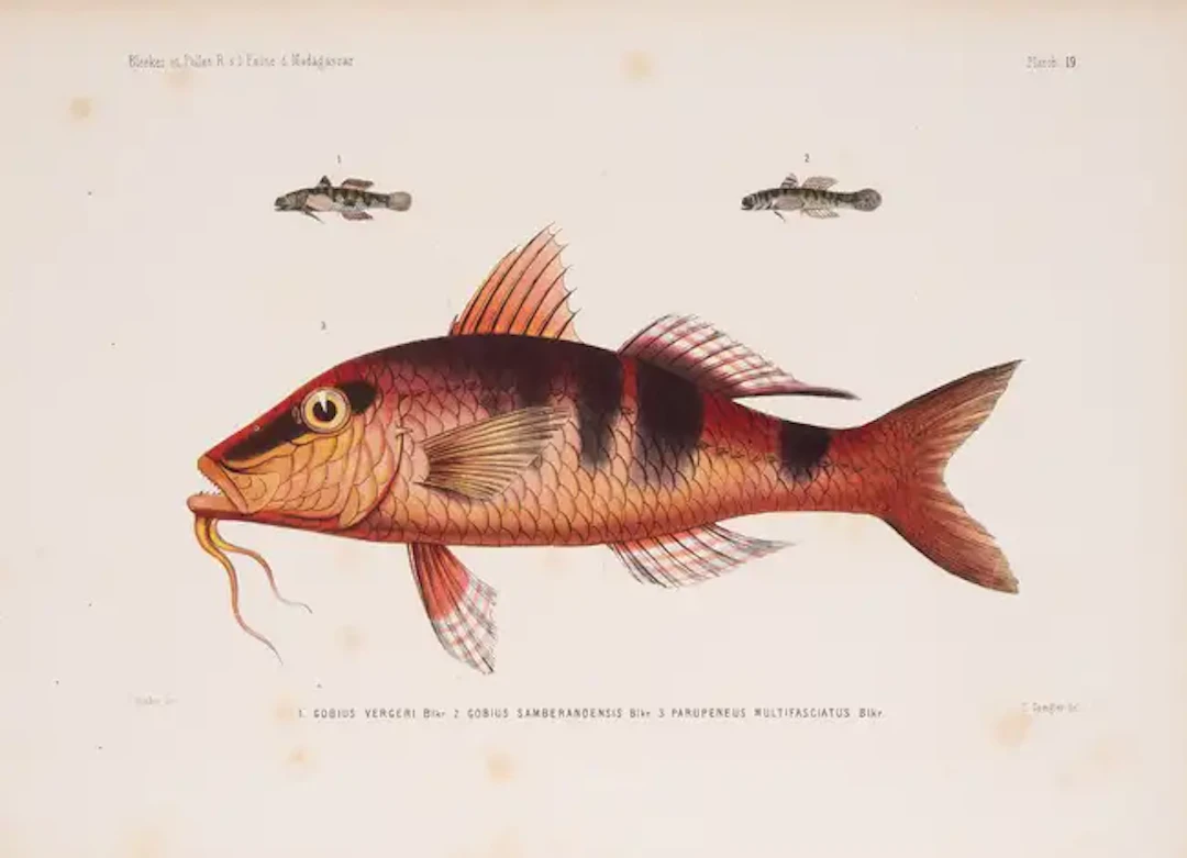 Fishes.- Bleeker (P.) and François P.L. Pollen. Recherches sur la