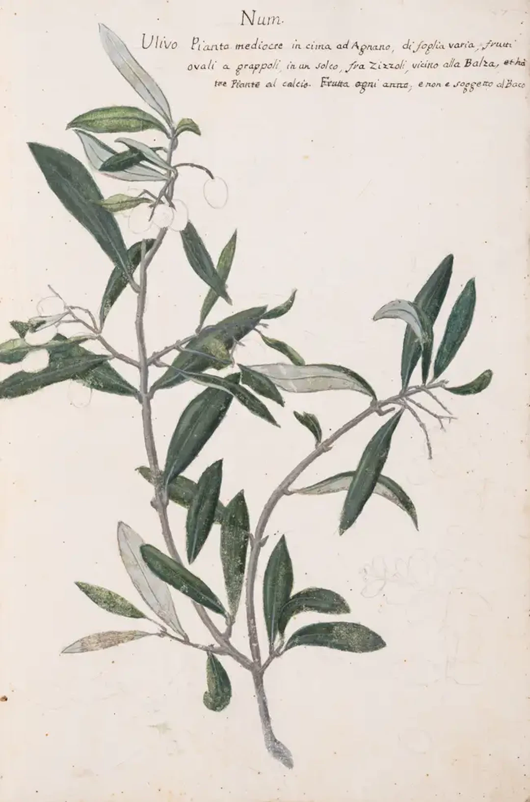 Olives.- Fantoni (Count Luigi) Delle specie diverse d'Olive che trovano