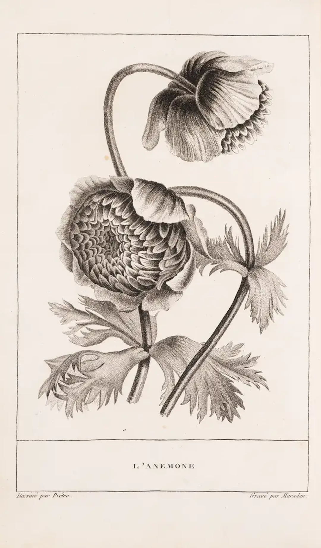 Botany.- France.- [Jauffret (L.F.)] La Corbeille de Fleurs, Paris