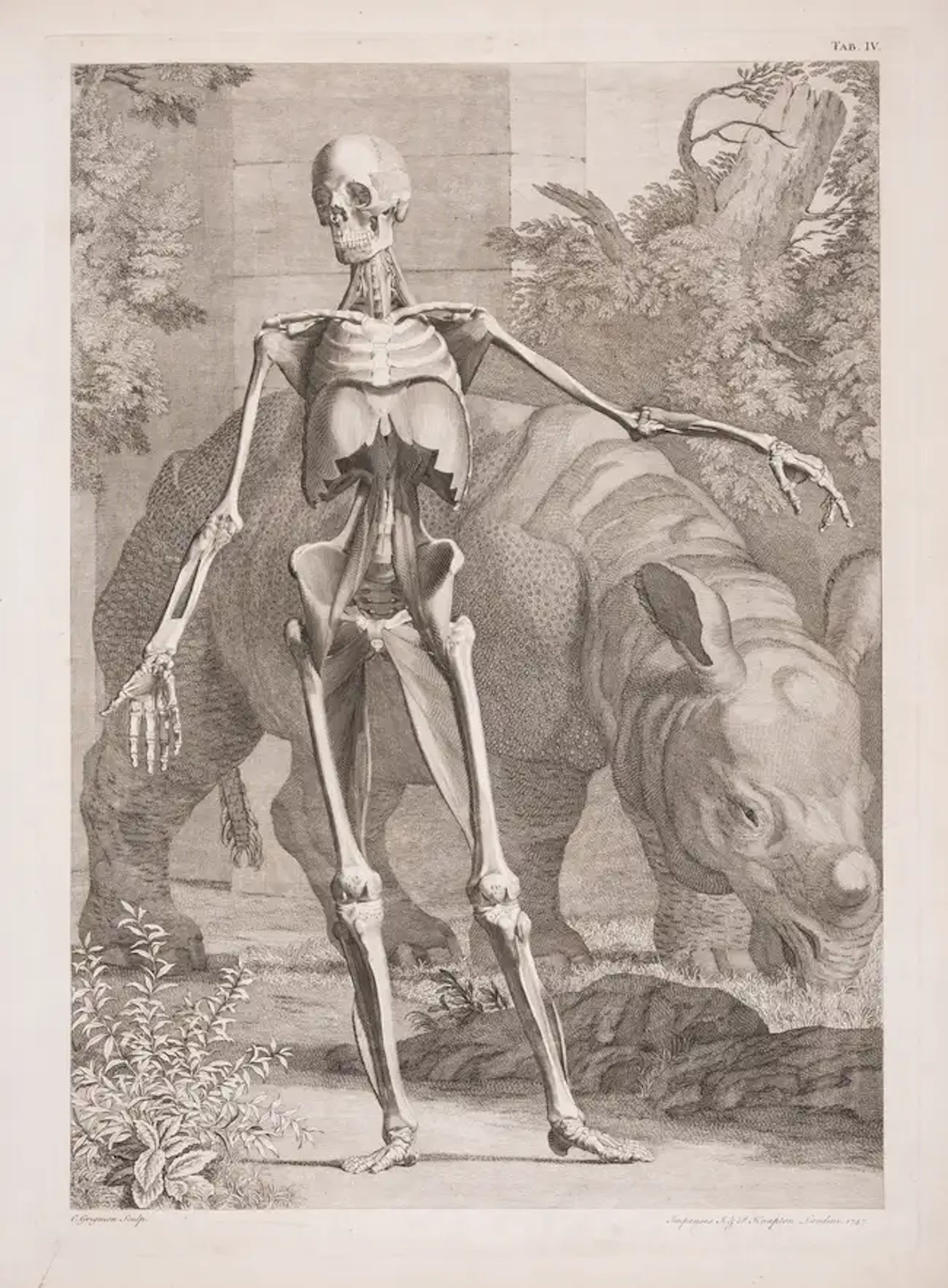Charles Grignion (1721-1810) Muscled skeleton, front facing with Rhinoceros