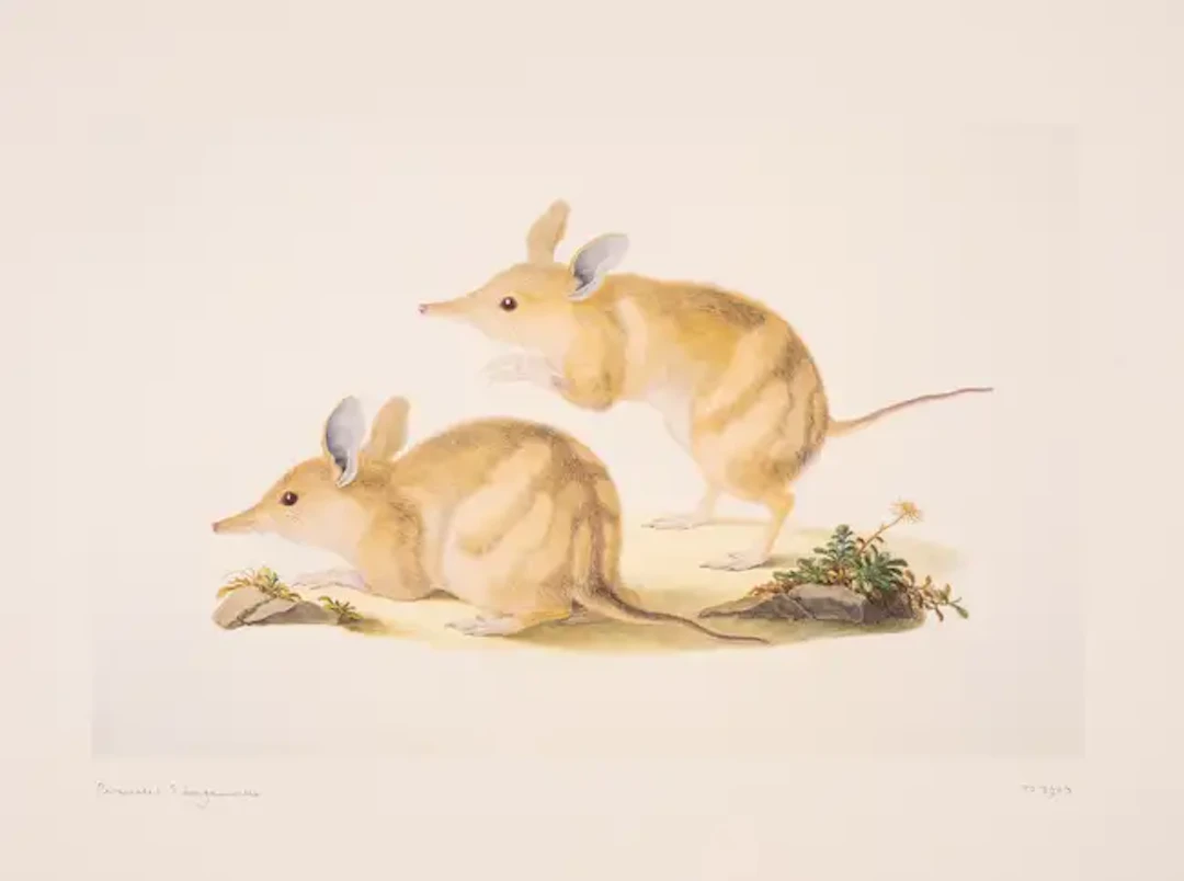 Bauer (Ferdinand) Natural History Drawings, limited edition, in facsimile