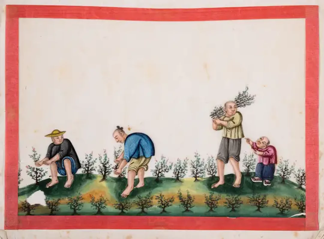 China.- Tea Production.- Chinese Export School.- Album of watercolours