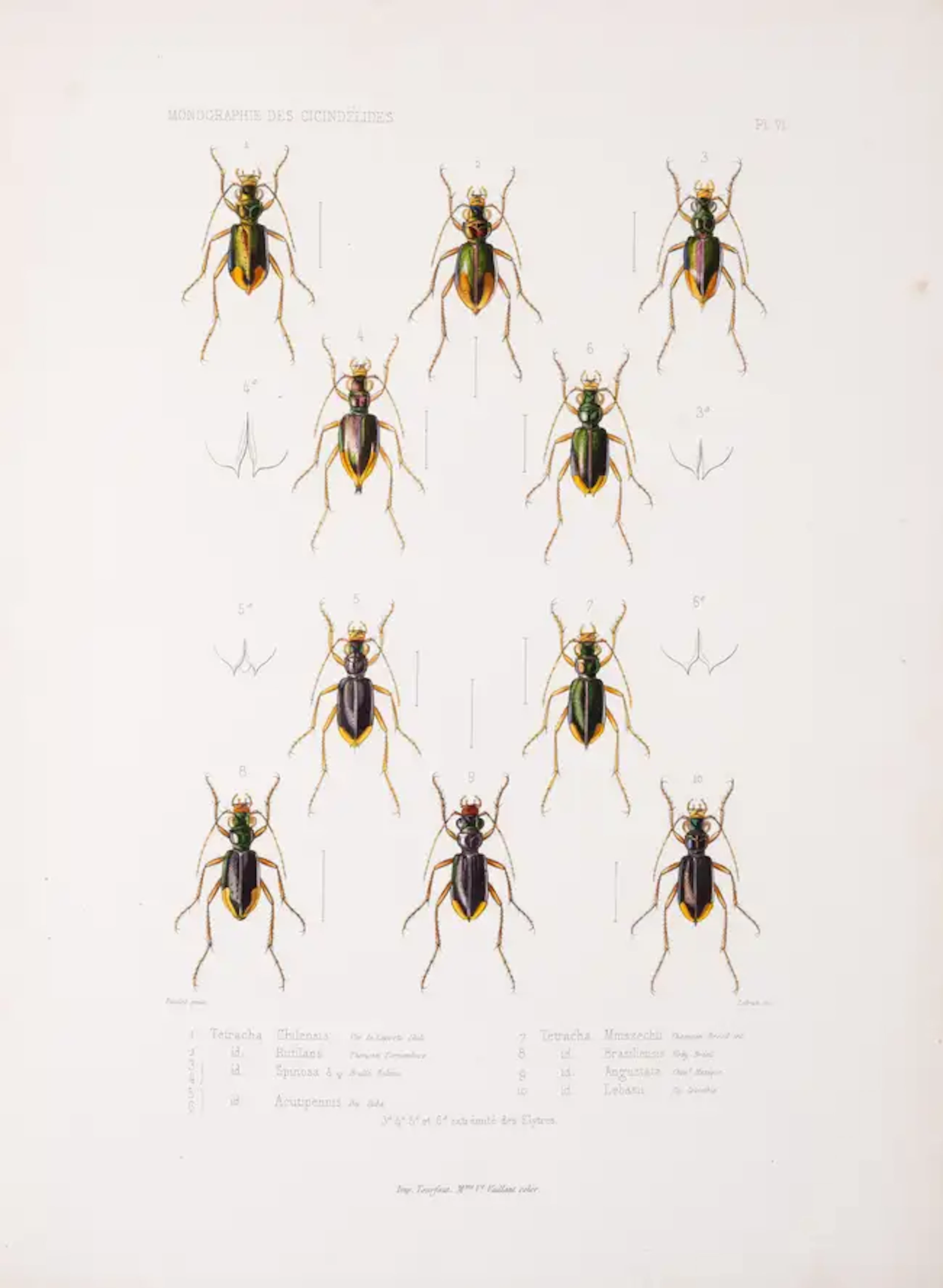 Insects.- Thomson (James) Monographie des Cicindélides ou Exposé Méthodique
