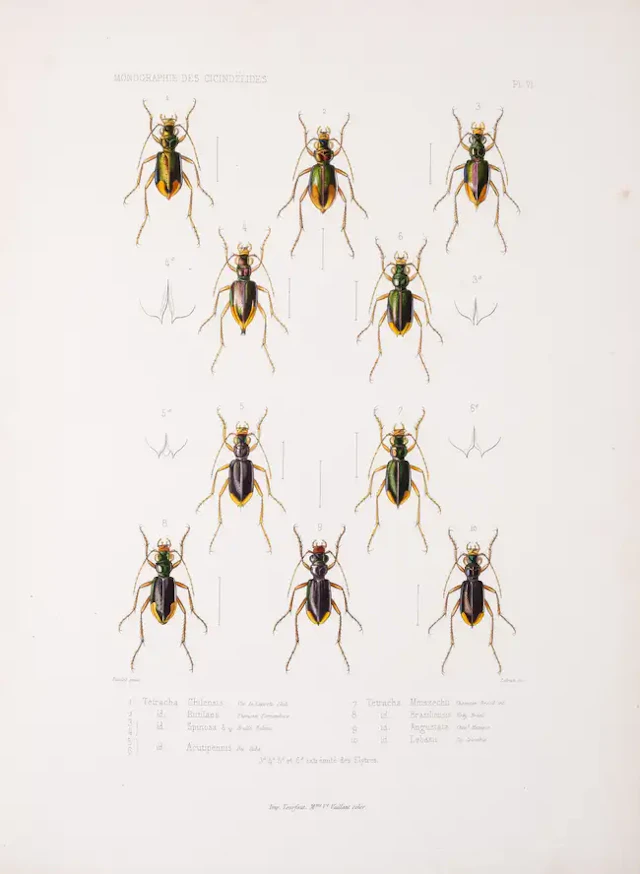 Insects.- Thomson (James) Monographie des Cicindélides ou Exposé Méthodique