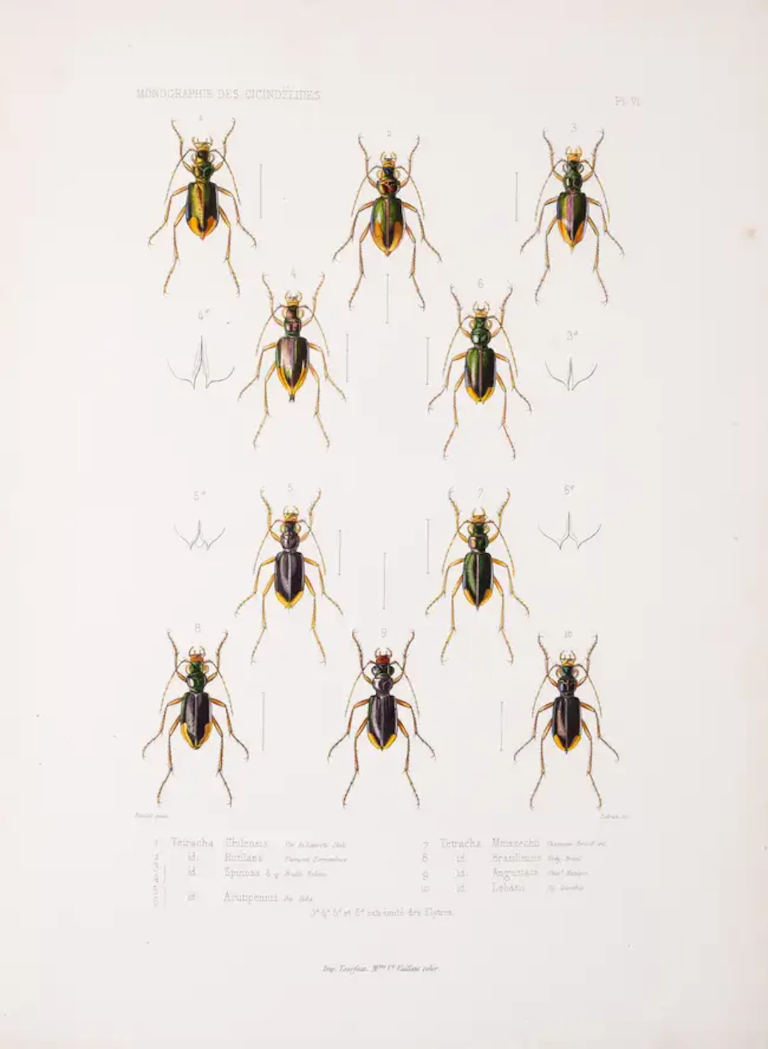 Insects.- Thomson (James) Monographie des Cicindélides ou Exposé Méthodique