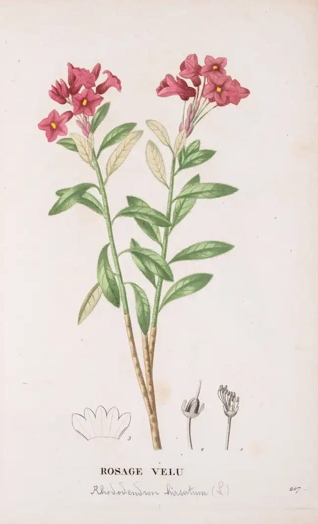 Botany.- Pomology.- Jaume Saint-Hilaire (Jean Henri) La Flore et La