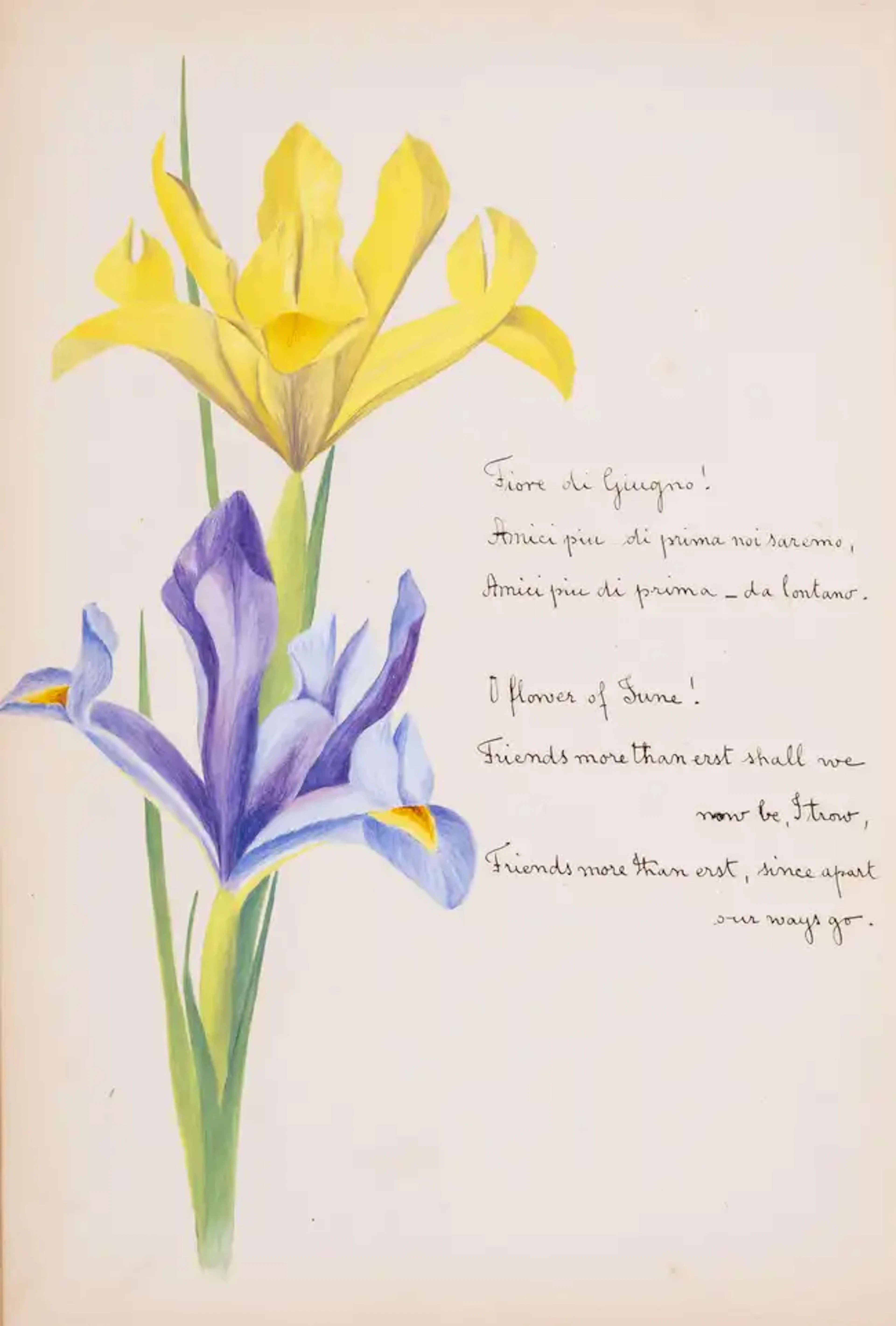 Botany.- Stornelli [calendar of flowers], 12 watercolours of flowers