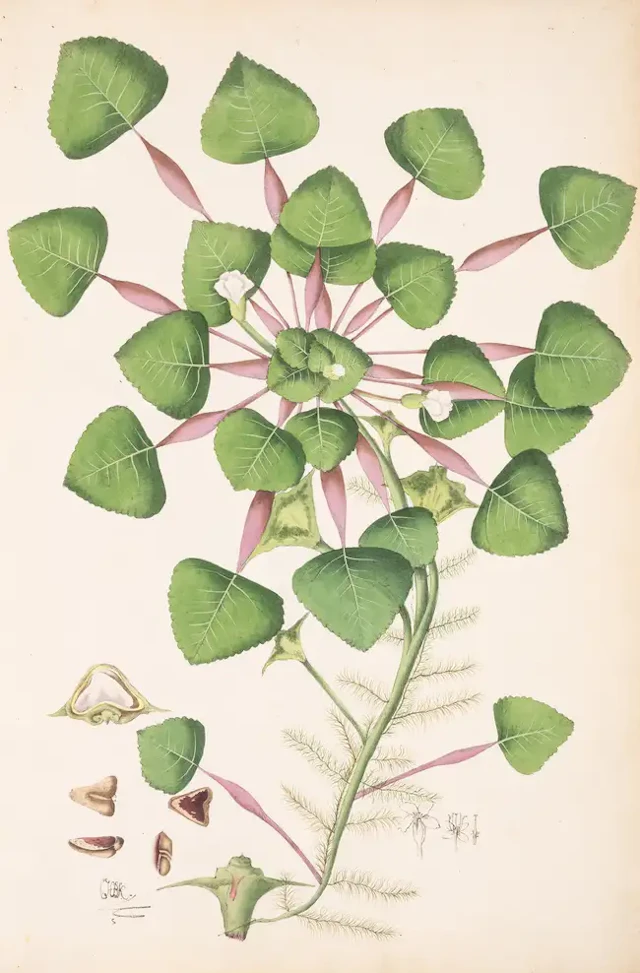 Banks (Joseph).- Ker (Charles Henry Bellenden) Icones Pictae Indo-Asiaticae