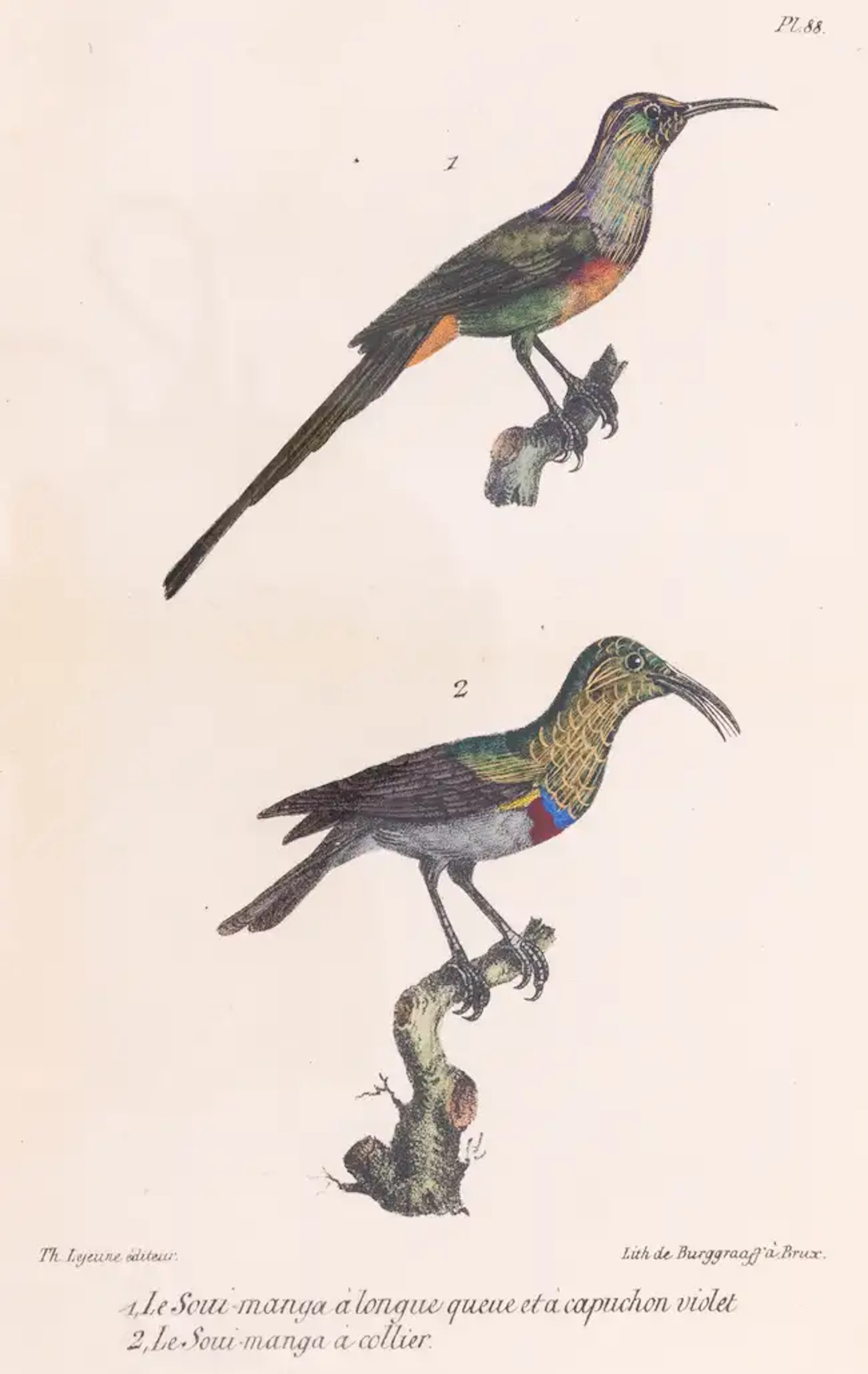 Buffon (G.L.M.L., Comte de) Oeuvres Complètes, 14 vol., Brussels, 1828-30.