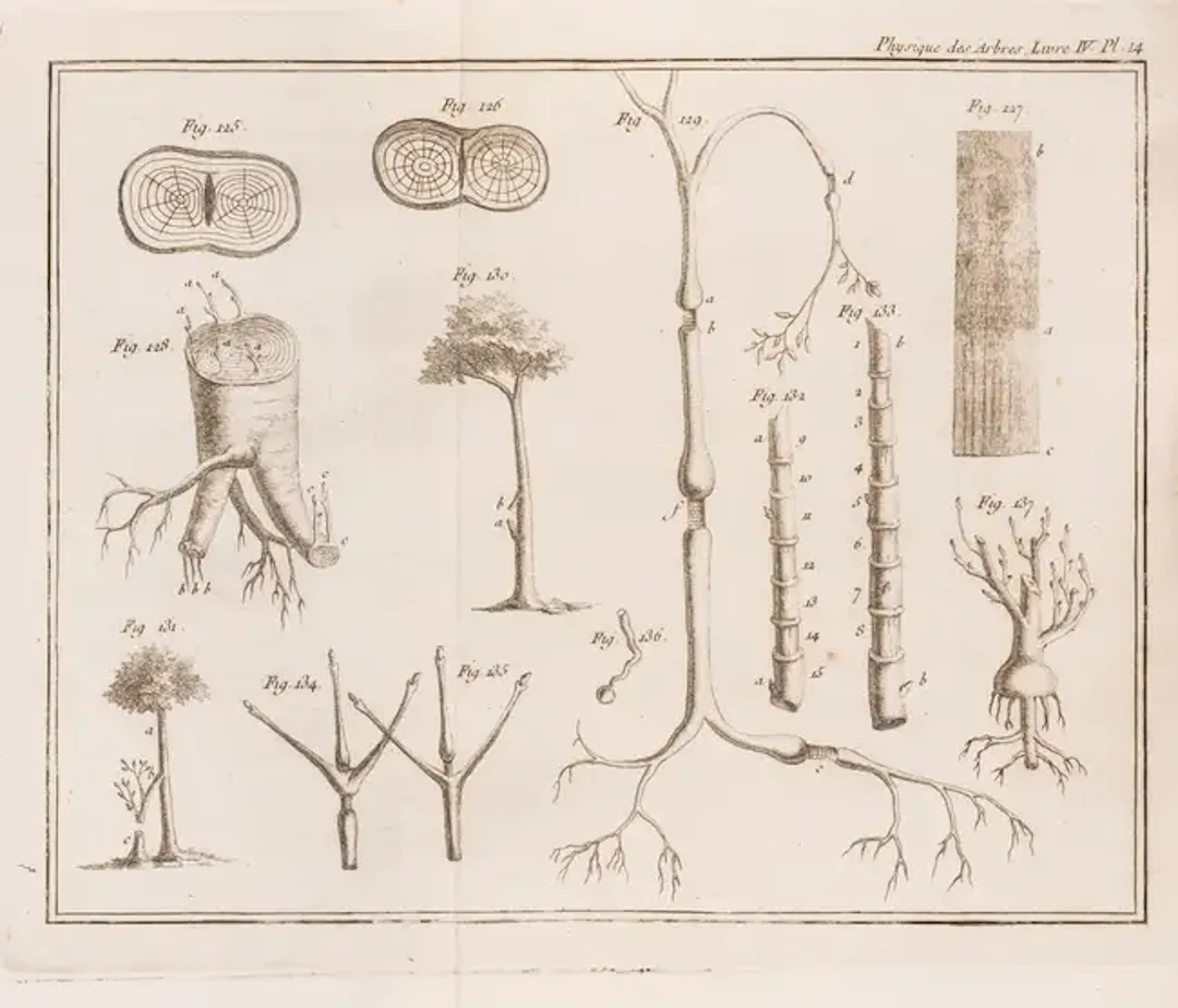 Botany.- Forestry.- Duhamel du Monceau (Henri Louis) La Physique des