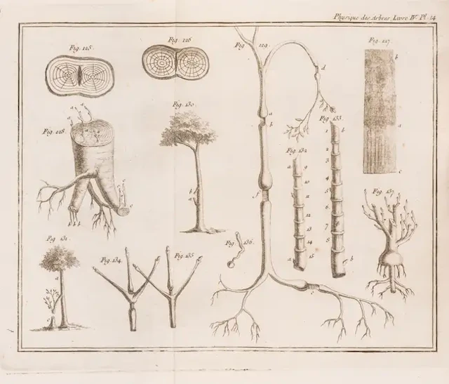 Botany.- Forestry.- Duhamel du Monceau (Henri Louis) La Physique des