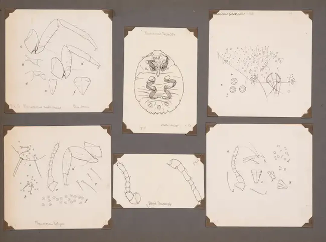 Insects.- Green (E. Ernest) A collection of c.255 fine original drawings