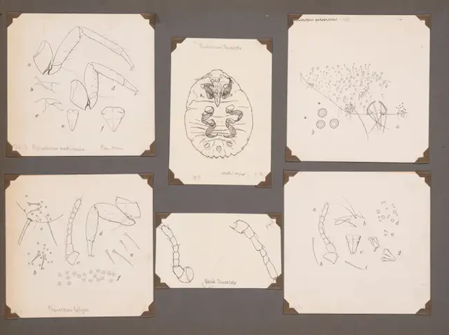 Insects.- Green (E. Ernest) A collection of c.255 fine original drawings