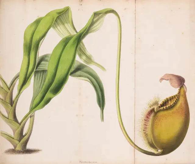 Botany.- Marnock (Robert) The Floricultural Magazine and Miscellany