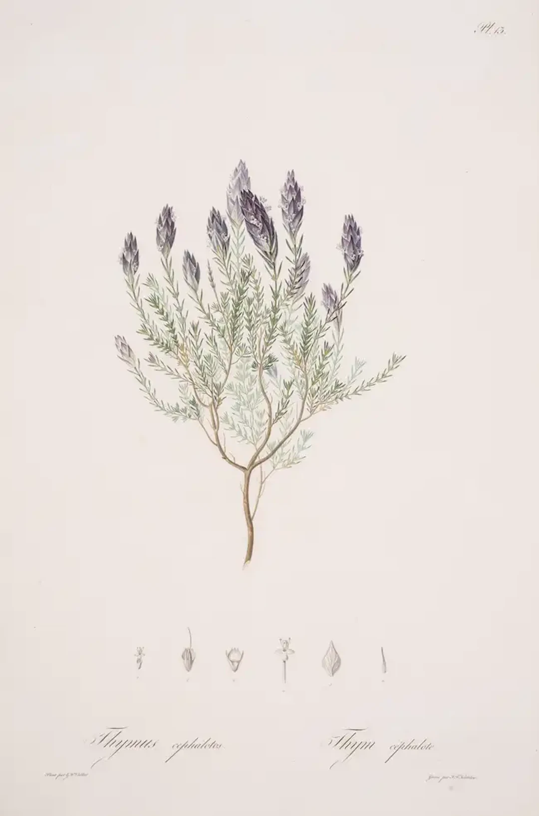 Botany.- Hoffmannsegg (Johann Centurius) and H.F.Link. Flore Portugaise