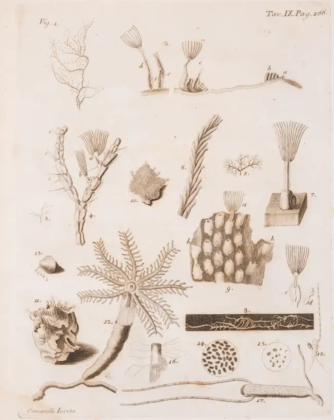 Marine Life.- Cavolini (Filippo) Memorie per servire alla storia de'Polip