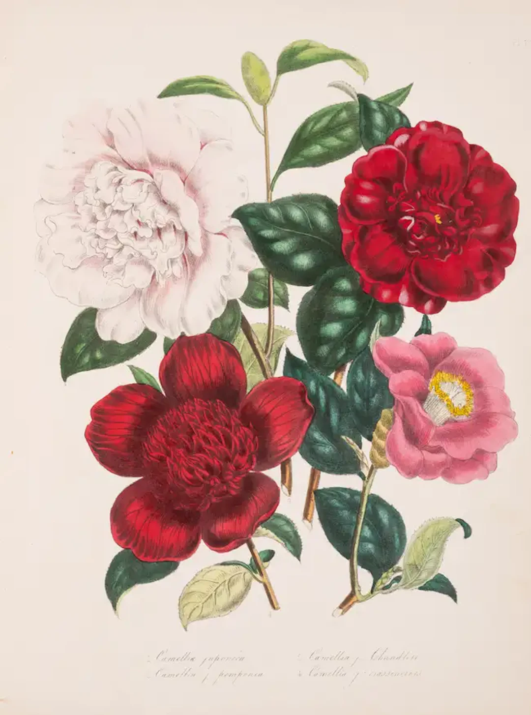 Gardening.- Loudon (Jane Webb) The Ladies' Flower-Garden of Ornamental