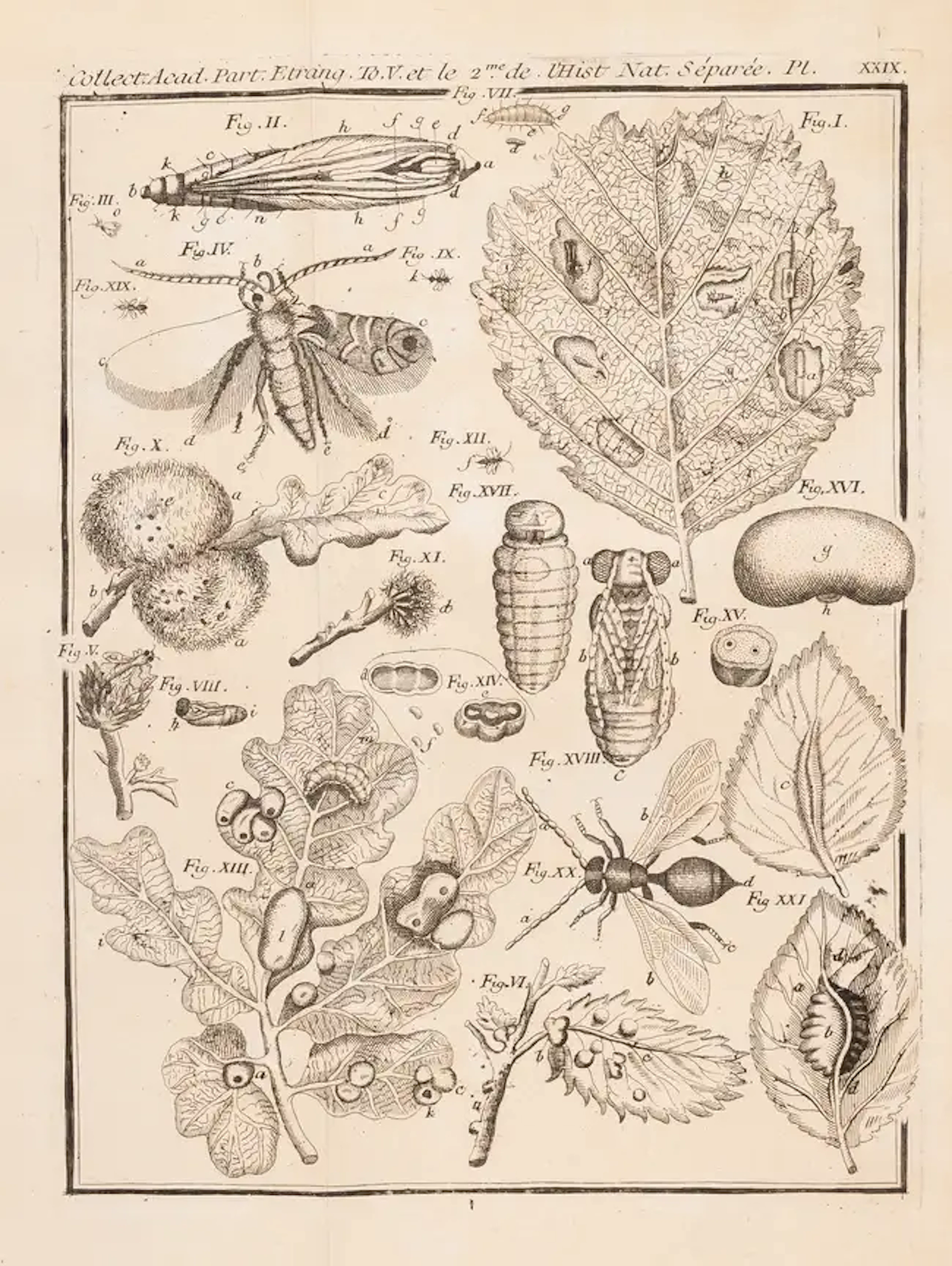 Insects.- Swammerdam (Jan) Histoire Naturelle des Insectes traduite