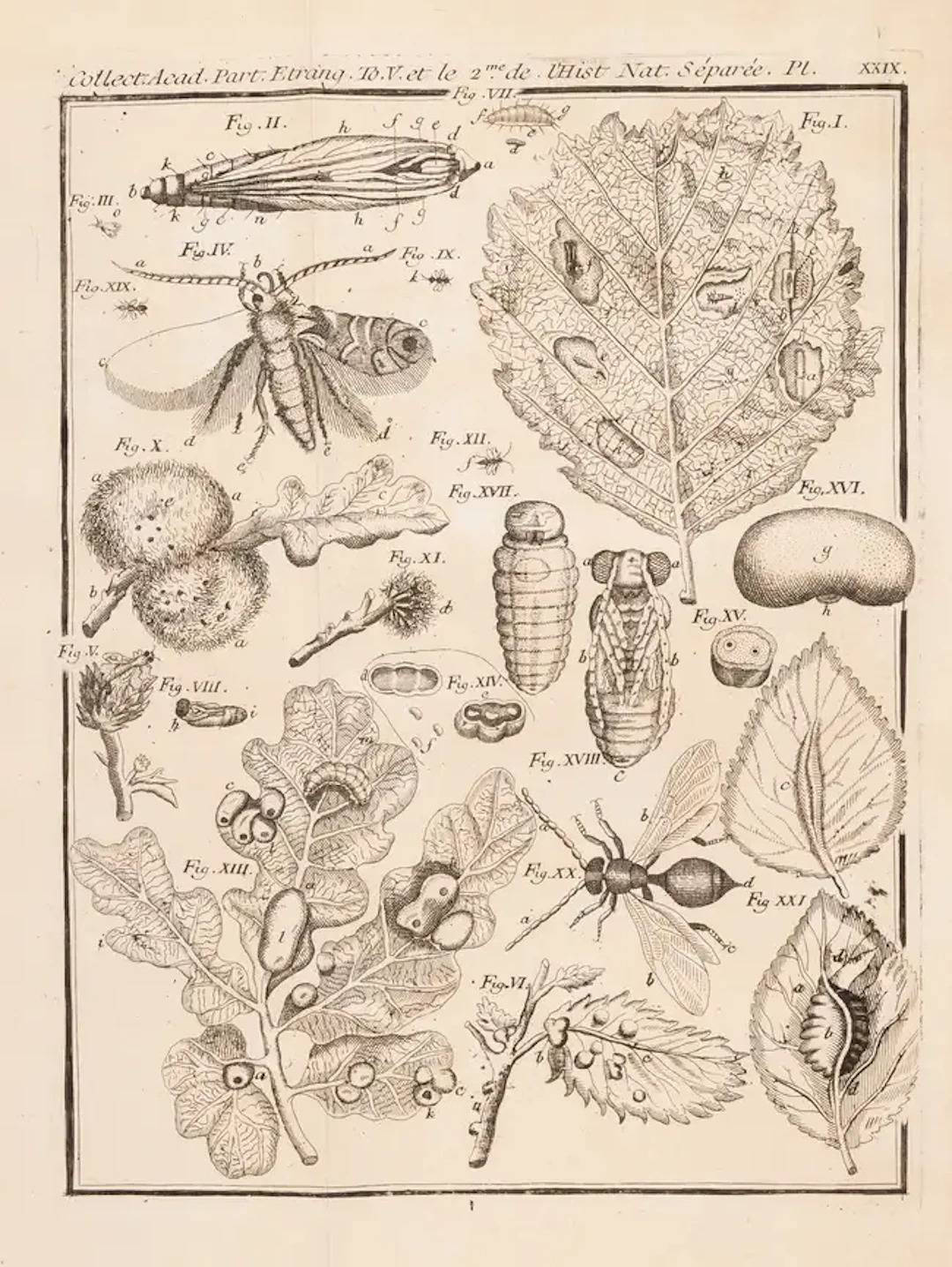 Insects.- Swammerdam (Jan) Histoire Naturelle des Insectes traduite