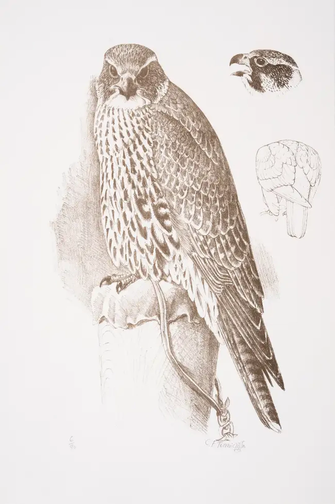 Circle Press.- Tunnicliffe (Charles Frederick) Hawks & Falcons: Ten