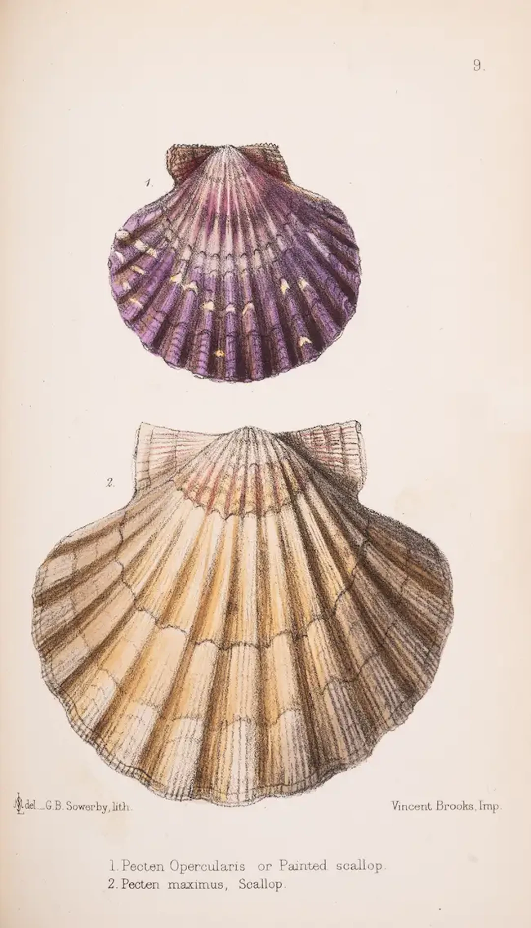 Food and Foraging.- Lovell (M.S.) The Edible mollusks of Great Britain
