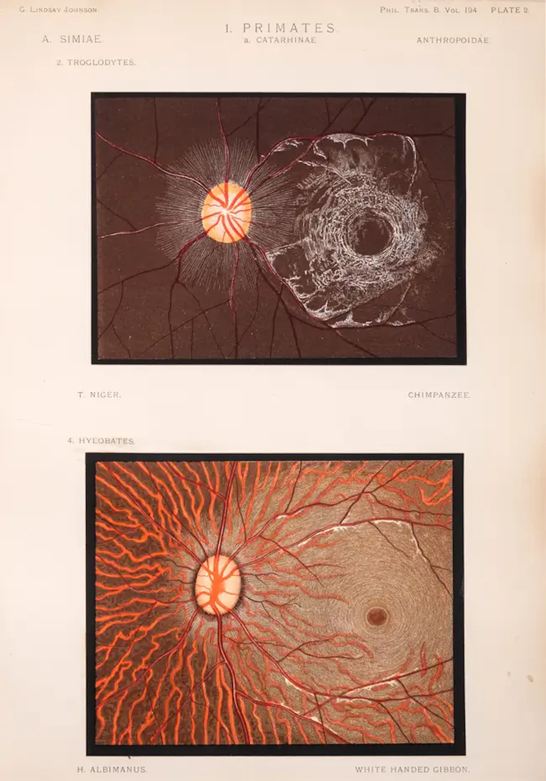 Zoology.- Johnson (George Lindsay) Contributions to the Comparative