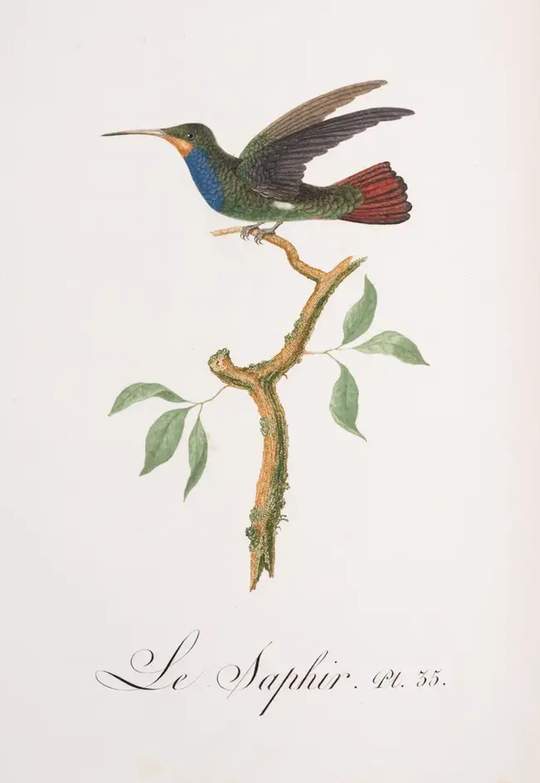 Birds.- Audebert (J.B) and L.P. Vieillot. Oiseaux Dorés ou à Reflets