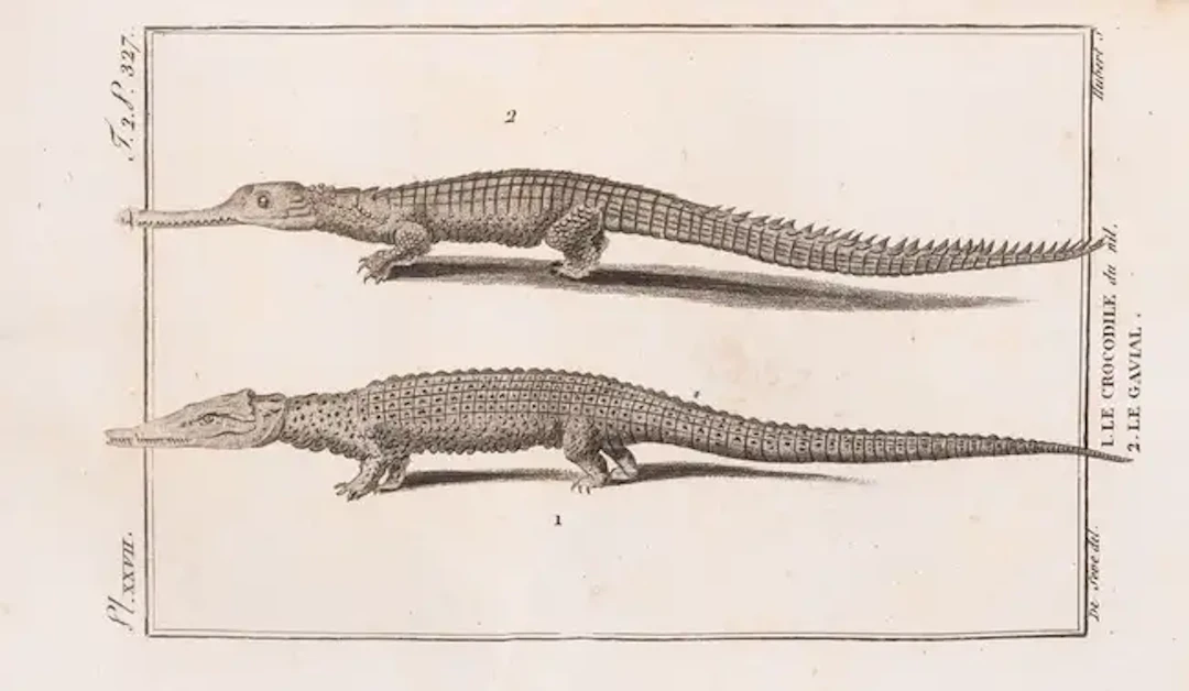 Reptiles.- Daudin (F.M.) Histoire Naturelle, Générale et Particulière