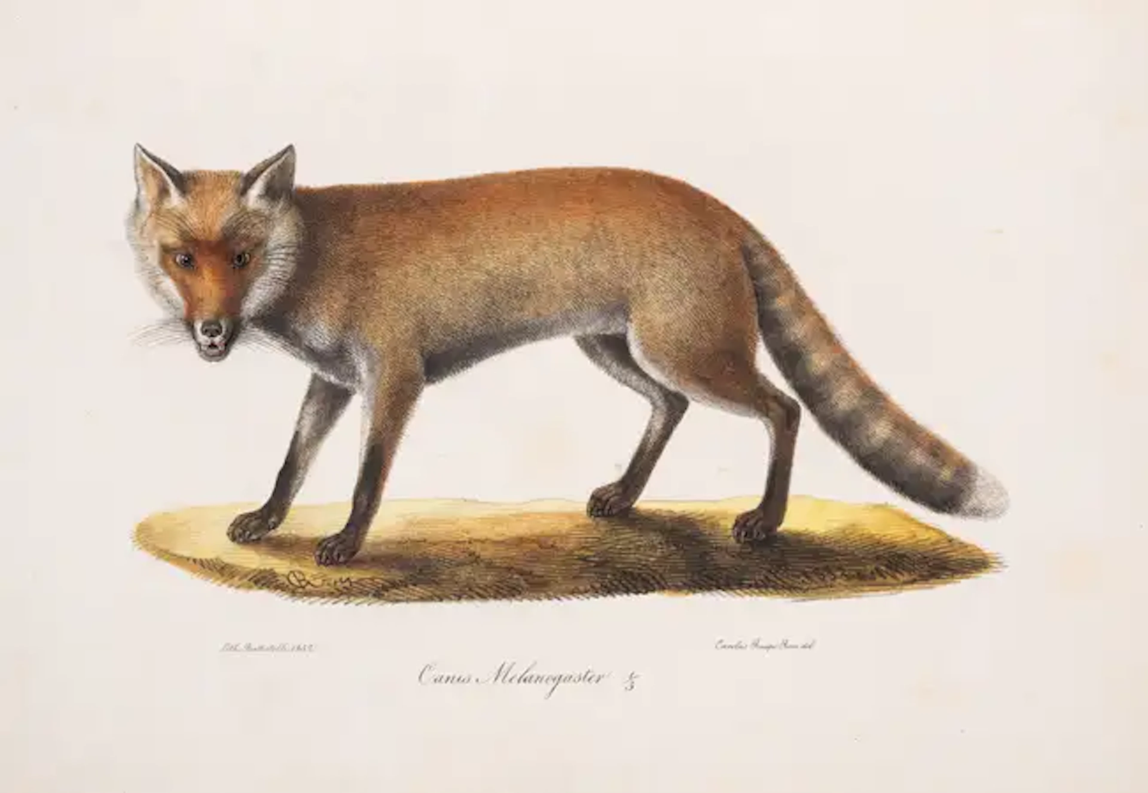 Zoology.- Bonaparte (Charles Lucien Jules Laurent, Prince) Iconografia