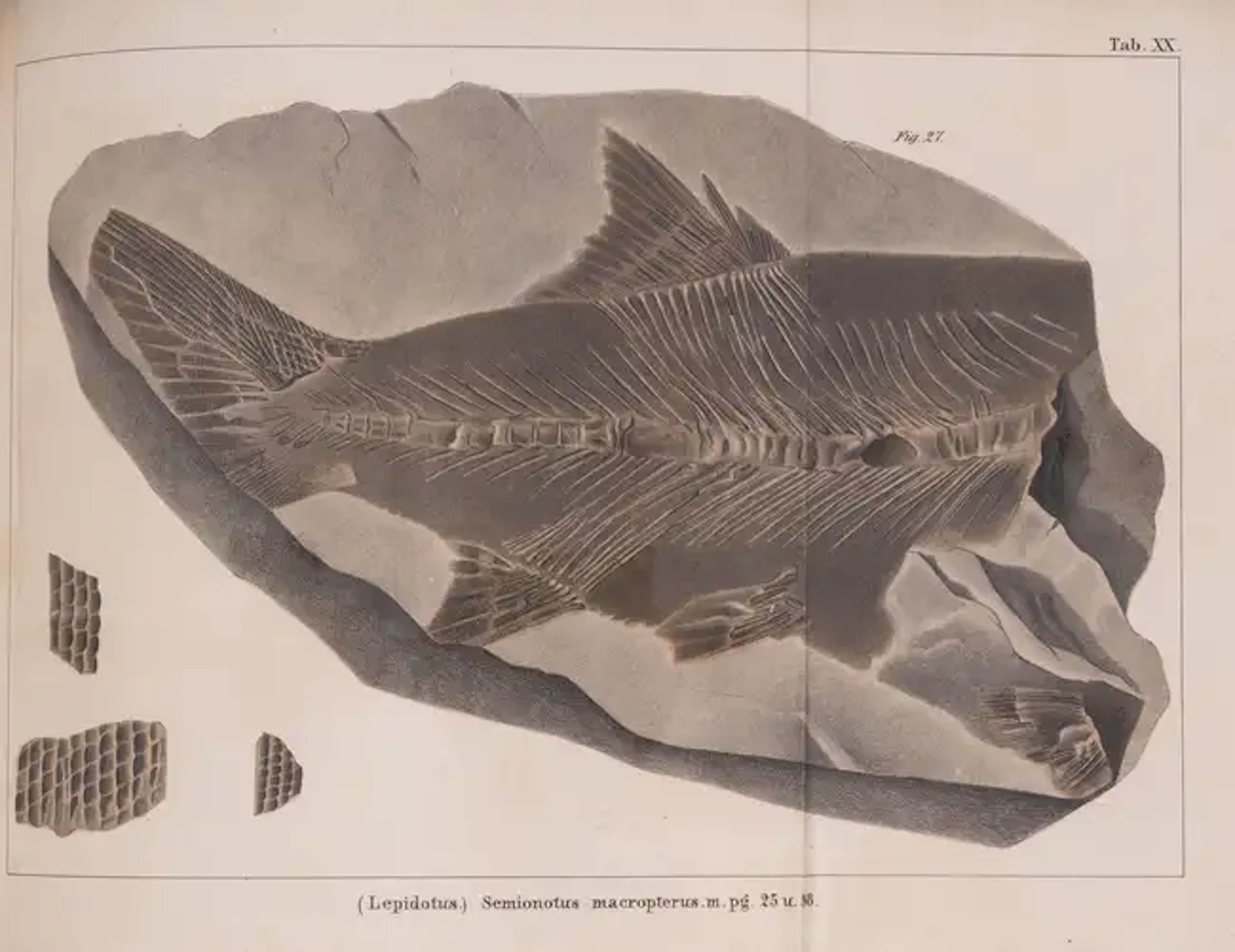 Geology.- Schafhäutl (Karl Emil von) Geognostische Untersuchungen