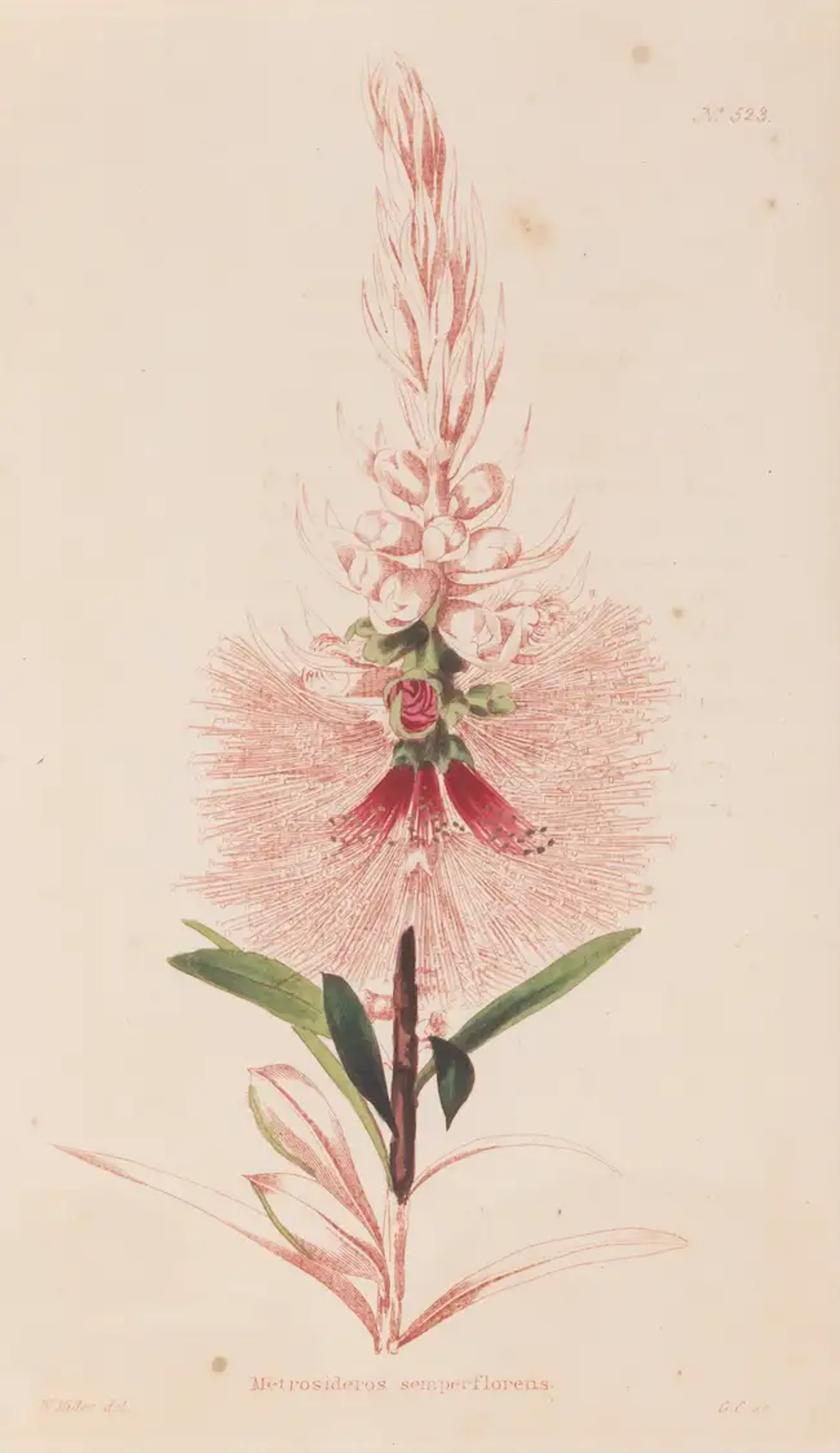 Botany.- Loddiges (Conrad & Sons) The Botanical Cabinet, consisting
