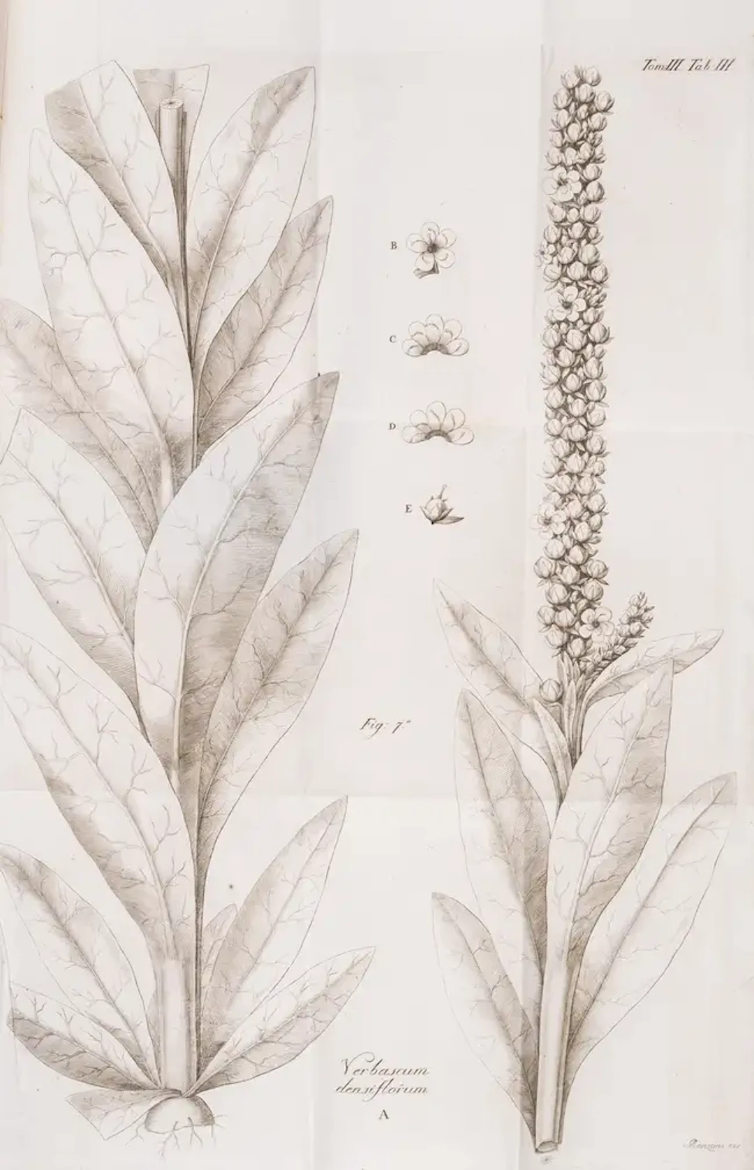 Botany.- Pollini (Ciro) Flora Veronensis, 3 vol., first edition, Verona