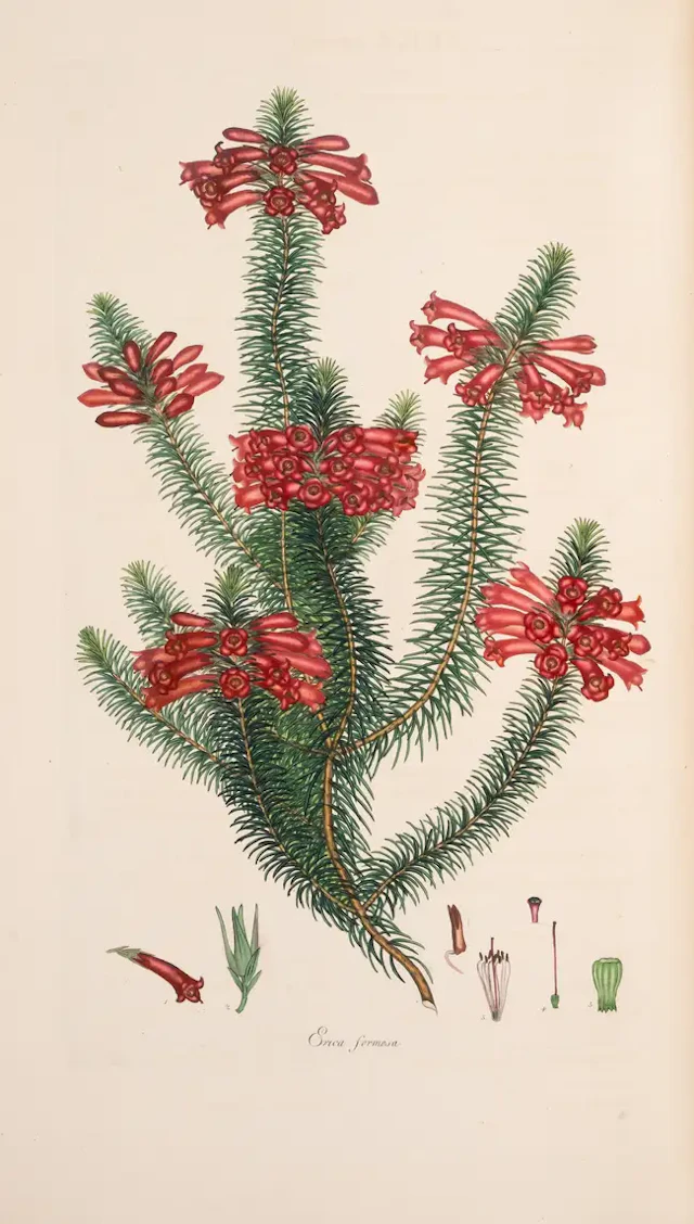 Botany.- Andrews (H.C.) Coloured Engravings of Heaths, 4 vol. in 2