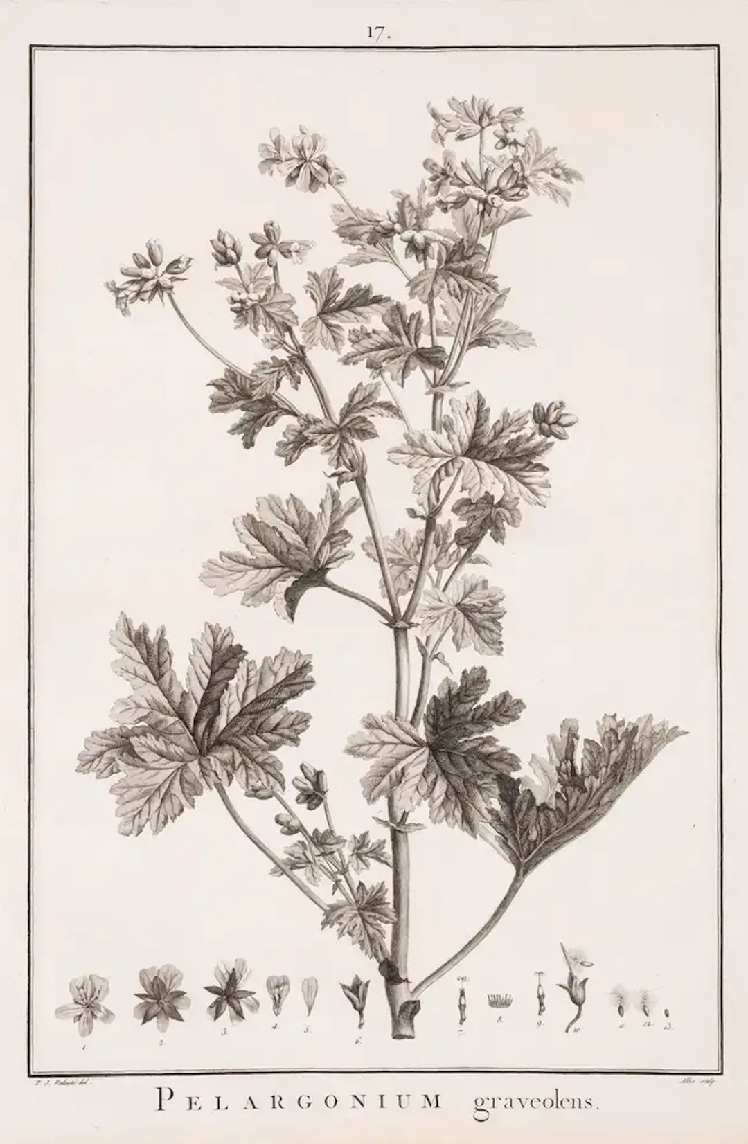 Redouté (P.J.).- Botany.- L'Hériter de Brutelle (Charles-Louis) Geraniologia