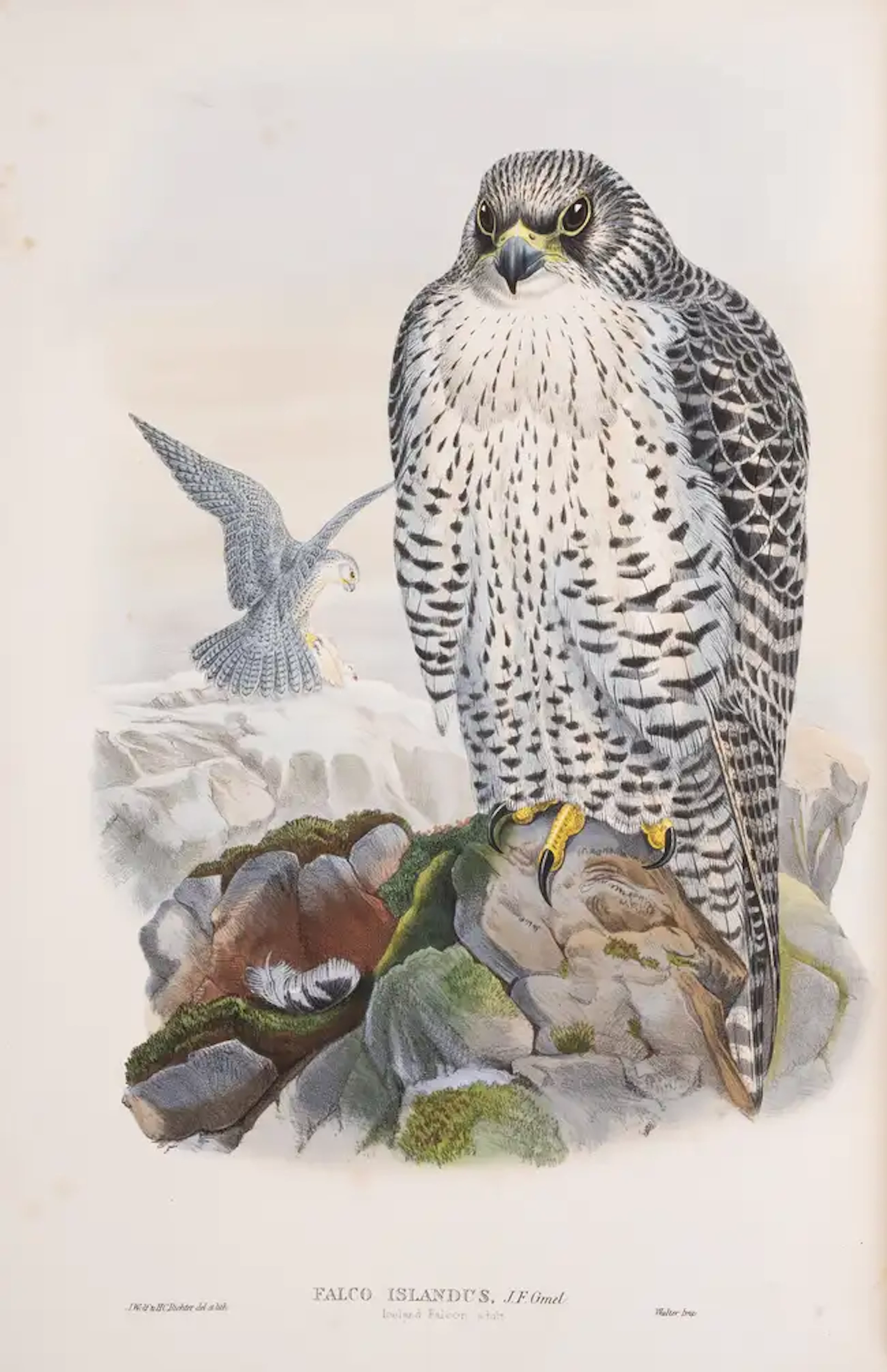 Birds.- Gould (John) The Birds of Great Britain, 5 vol., first edition