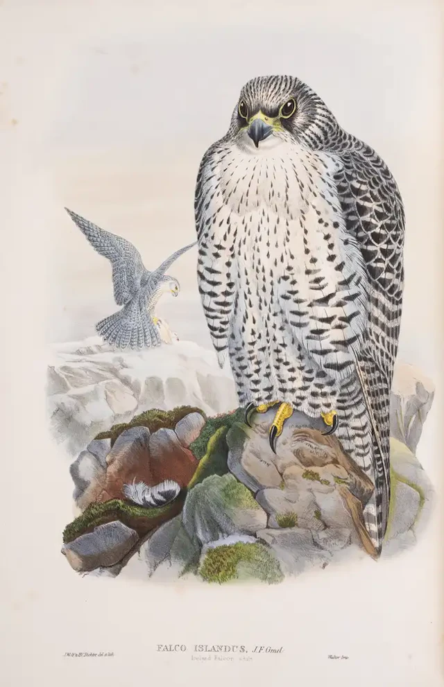 Birds.- Gould (John) The Birds of Great Britain, 5 vol., first edition
