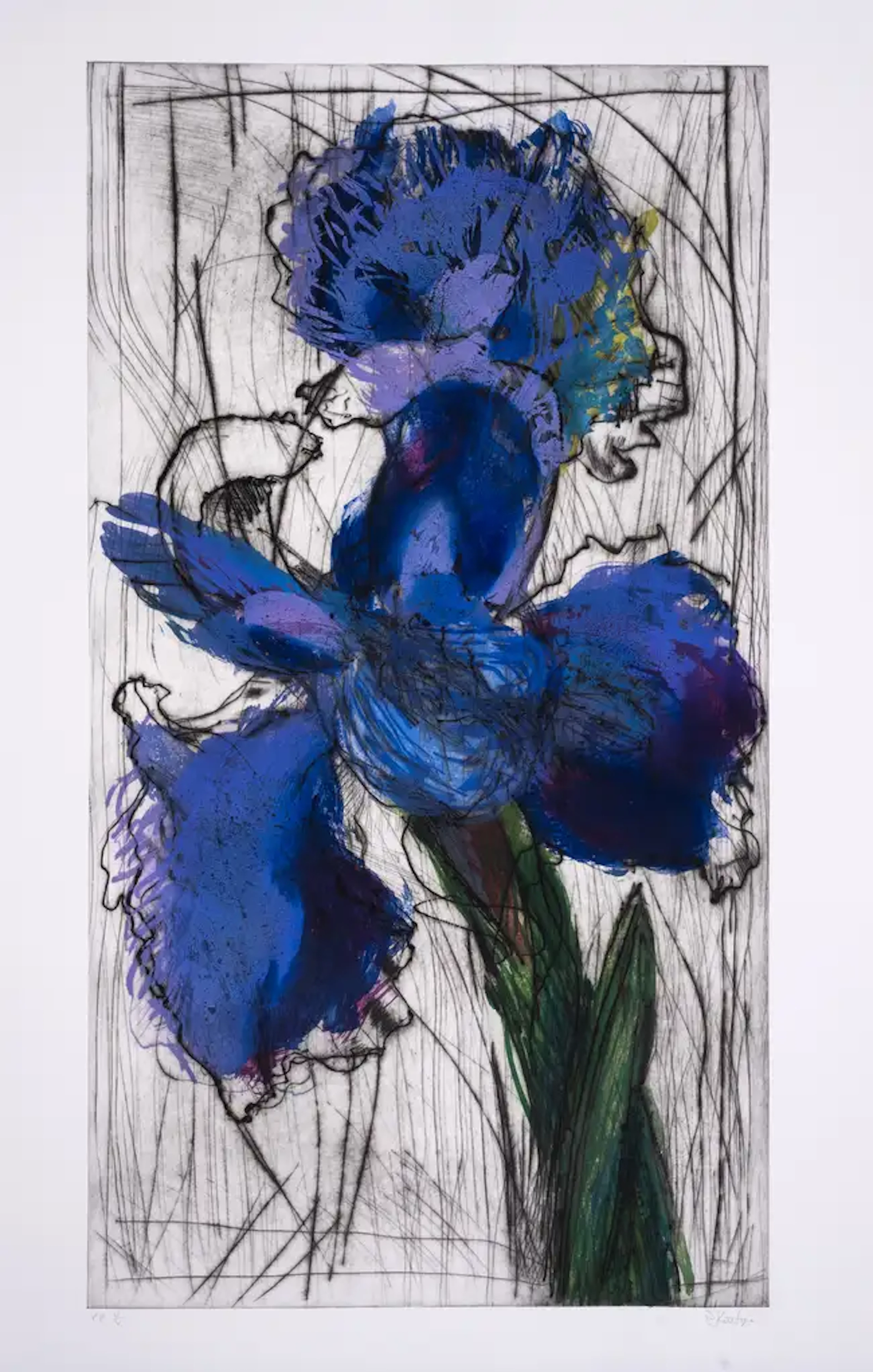 William Kentridge (b.1955) Dutch Iris