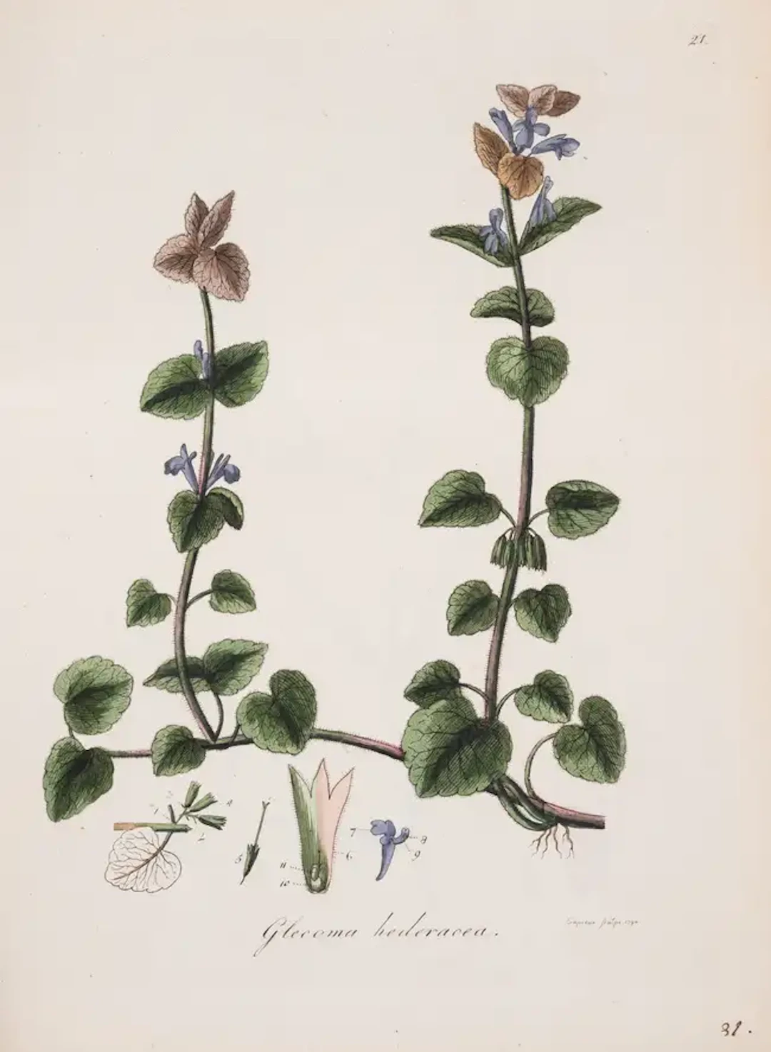 Botany.- Dreves (J.F.) and F.G. Hayne. Choix de Plantes d'Europe