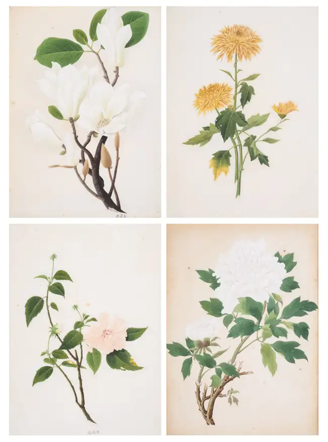 China.- Chinese School (19th century) Fourteen Chinese botanical studies
