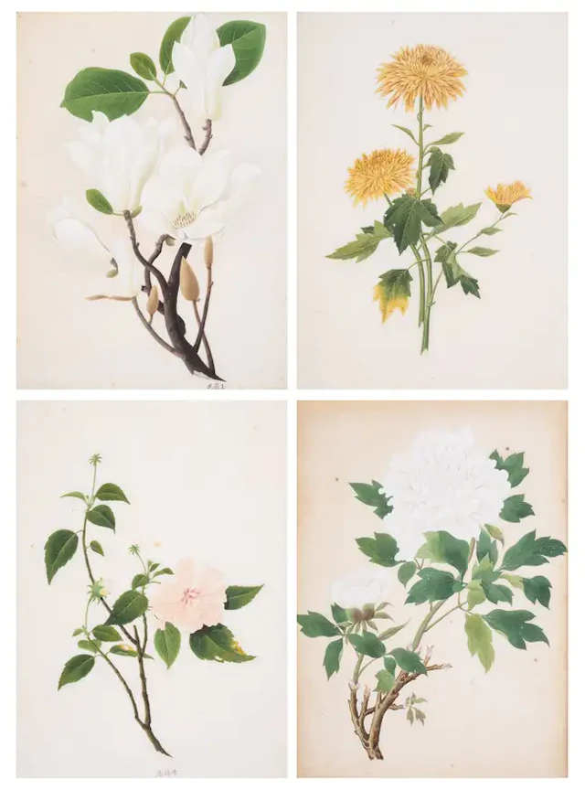 China.- Chinese School (19th century) Fourteen Chinese botanical studies