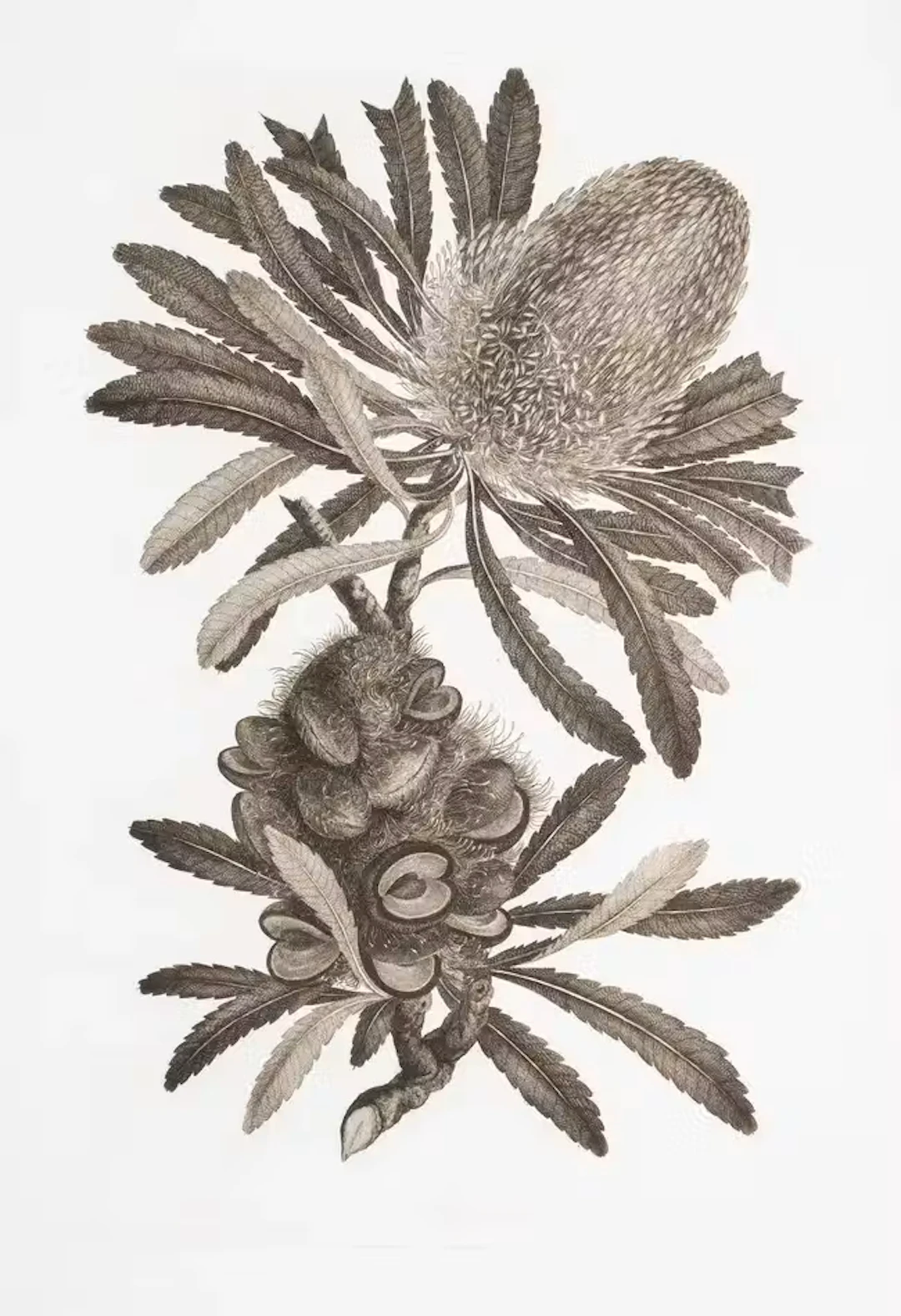 Botany.- Blunt (Wilfrid) and William T. Stearn, editors. Captain Cook's